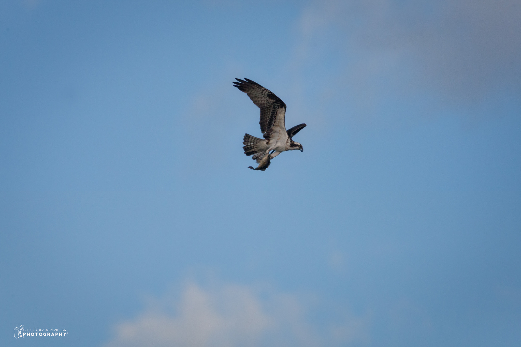 Canon EOS-1D Mark III sample photo. Ospreyc photography