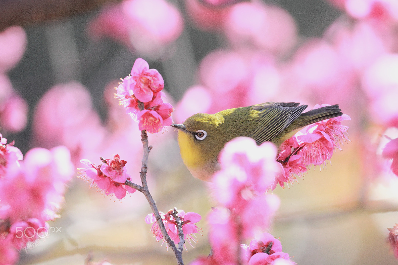 Canon EOS 550D (EOS Rebel T2i / EOS Kiss X4) sample photo. Love blossoms photography