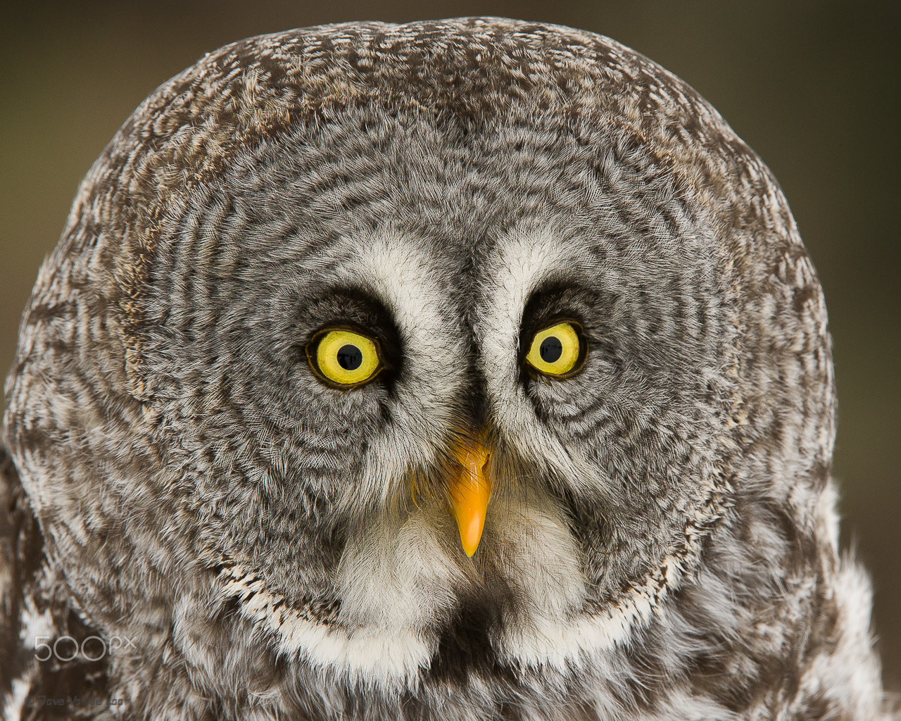 Nikon AF-S Nikkor 200-400mm F4G ED-IF VR sample photo. Great grey owl photography