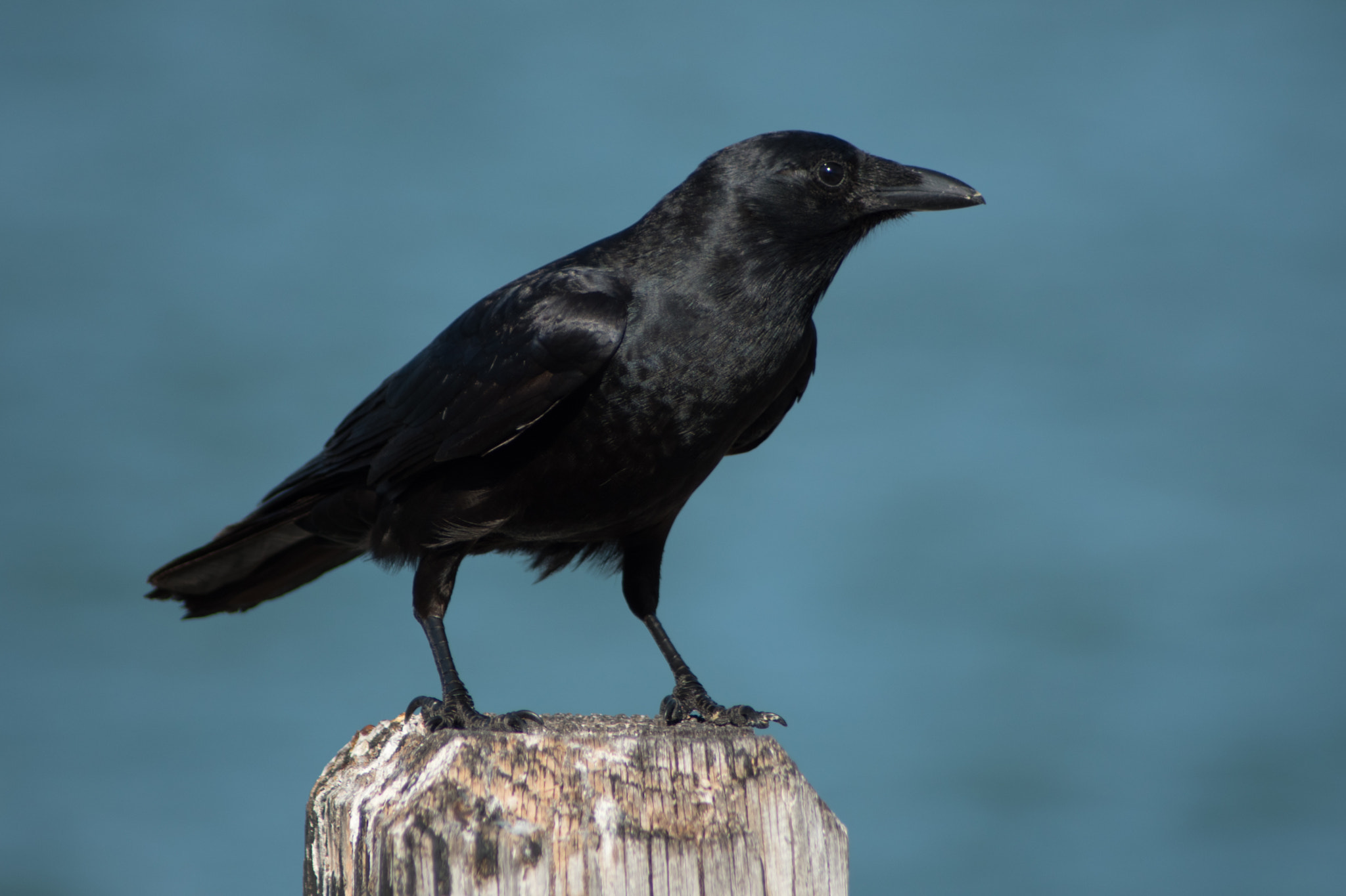 Nikon D5500 sample photo. Raven photography
