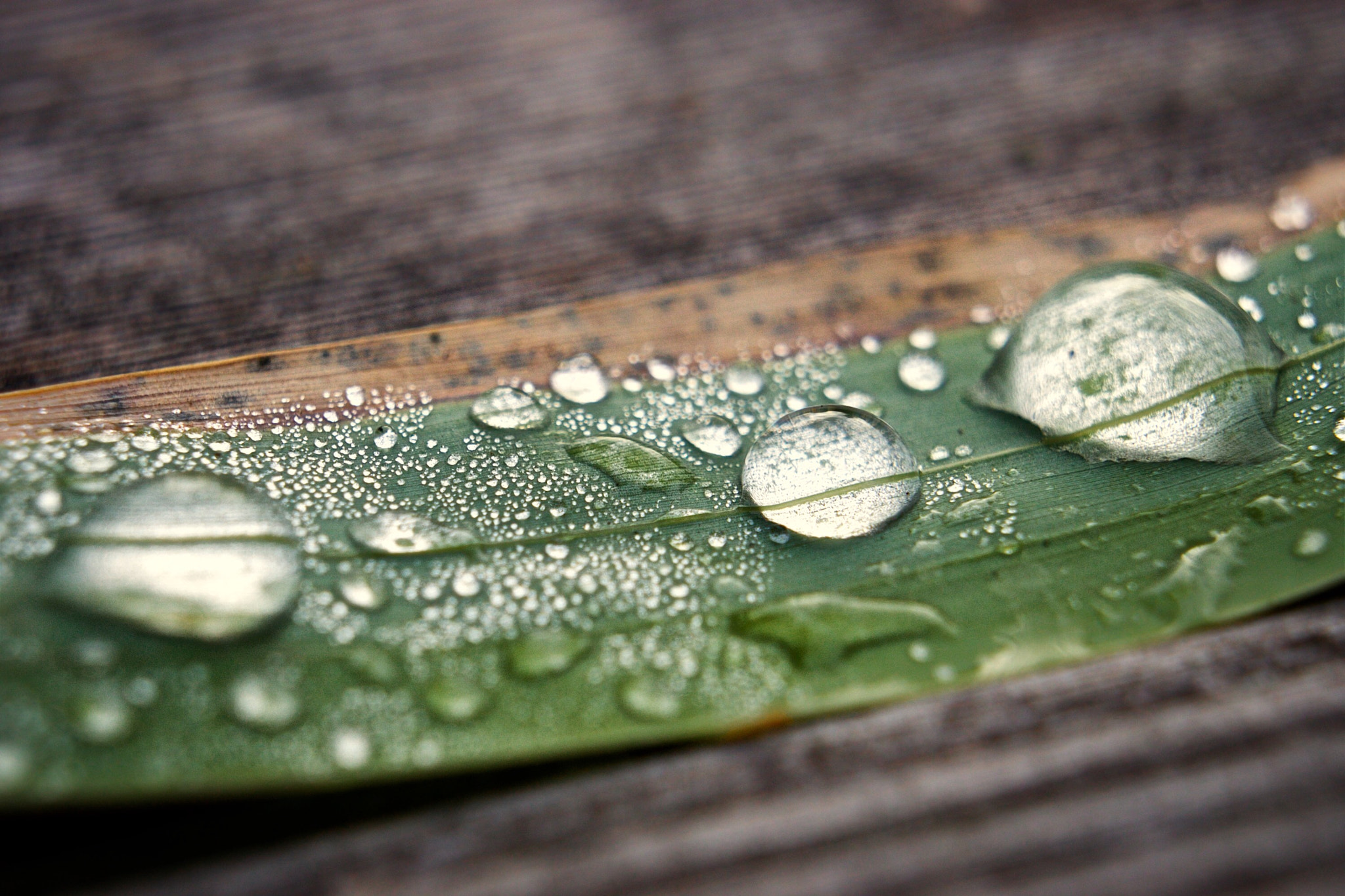 Sony E 18-55mm F3.5-5.6 OSS sample photo. After rain photography