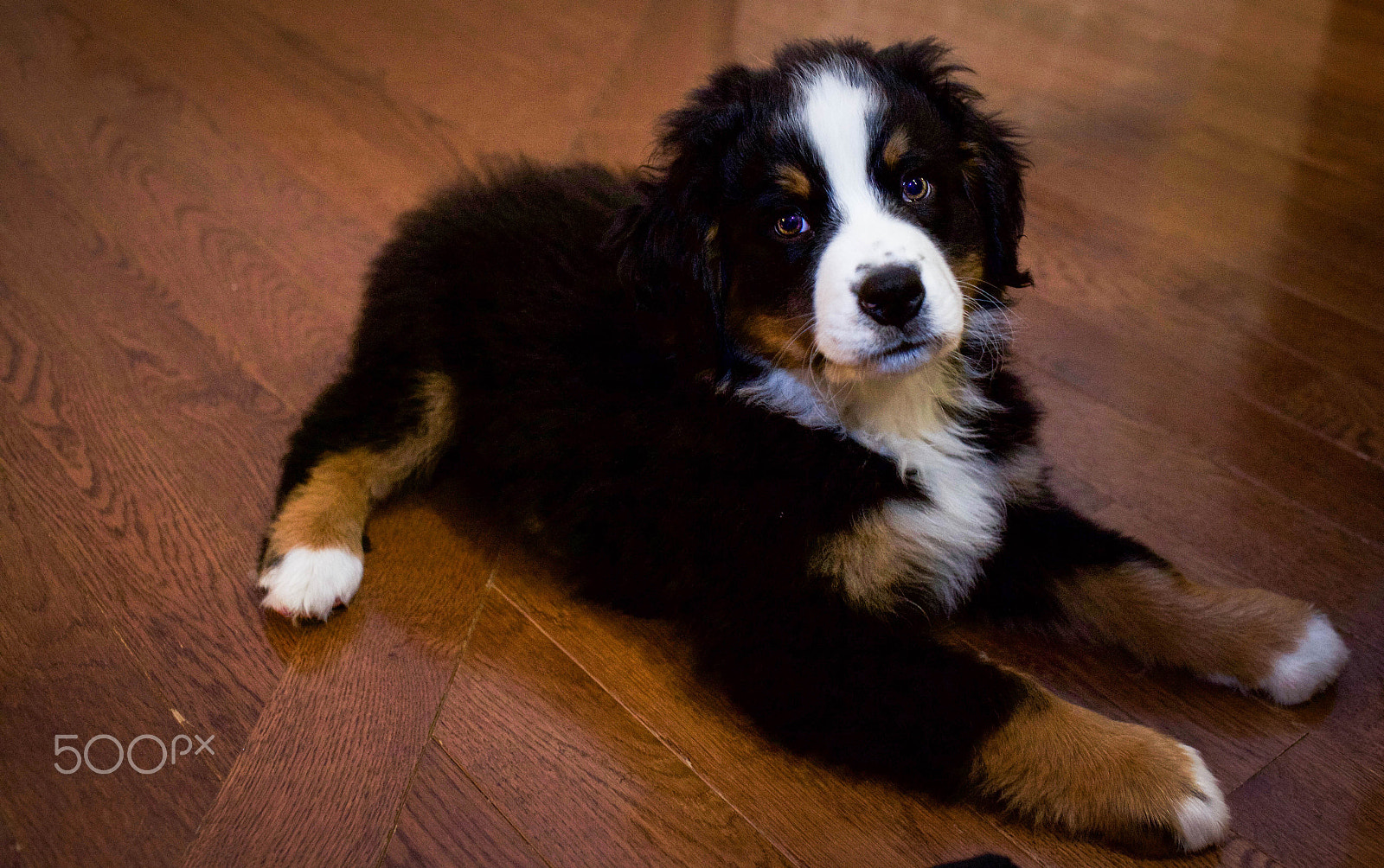 Canon EOS 5D Mark II + Canon EF 35mm F2 sample photo. Bernese mountain dog puppies photography