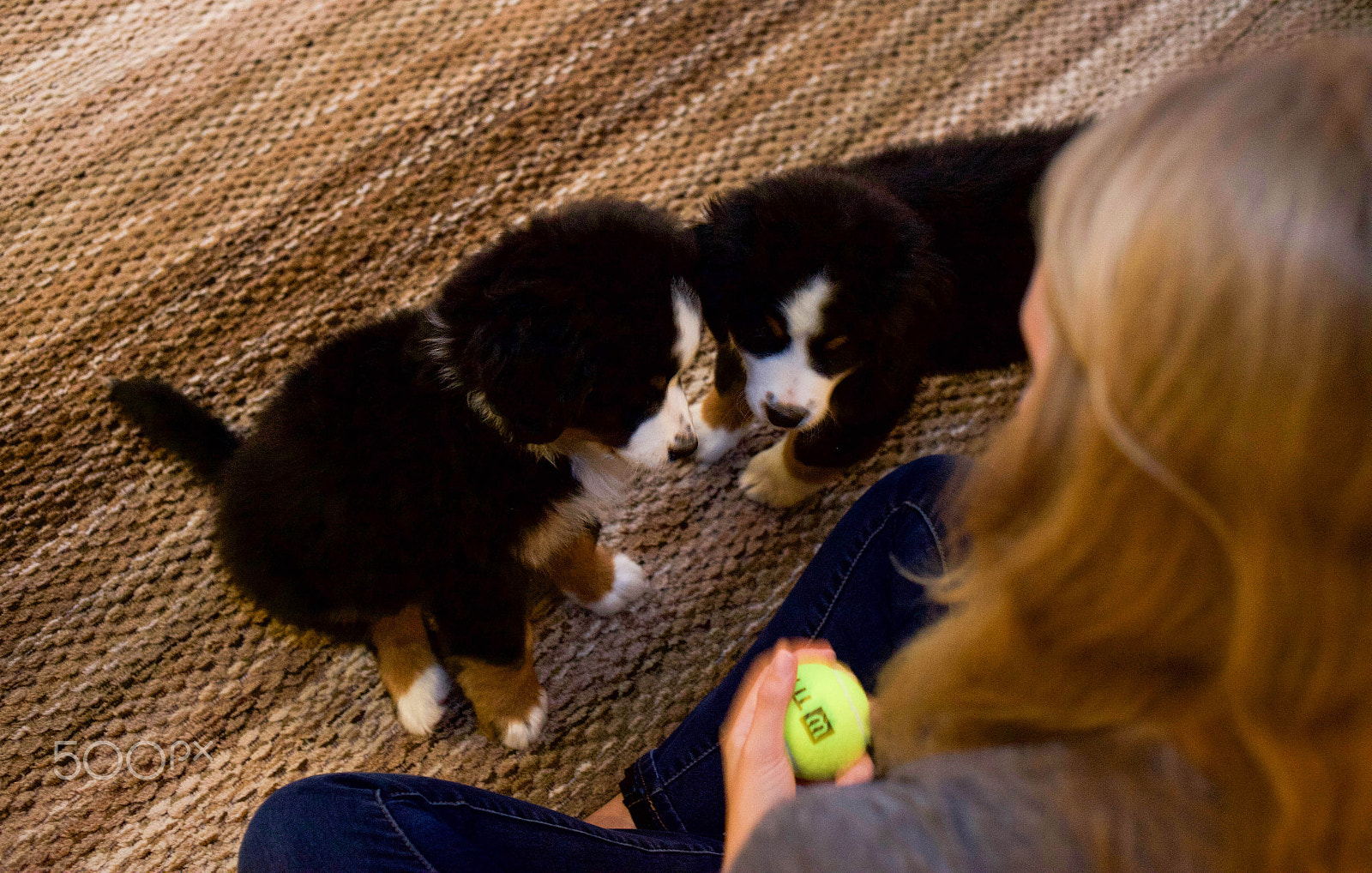 Canon EOS 5D Mark II + Canon EF 35mm F2 sample photo. Bernese mountain dog puppies photography