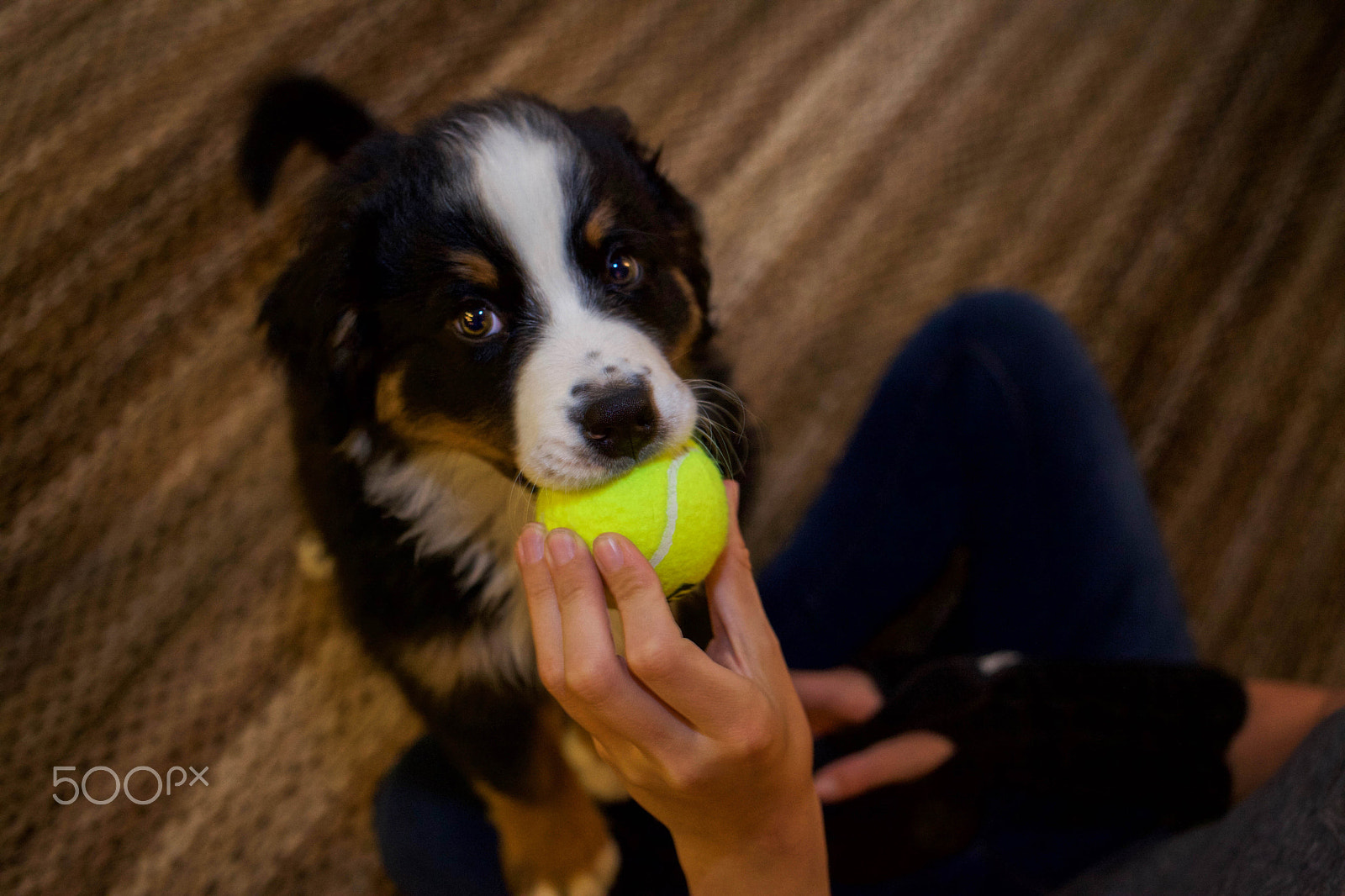 Canon EOS 5D Mark II + Canon EF 35mm F2 sample photo. Bernese mountain dog puppies photography