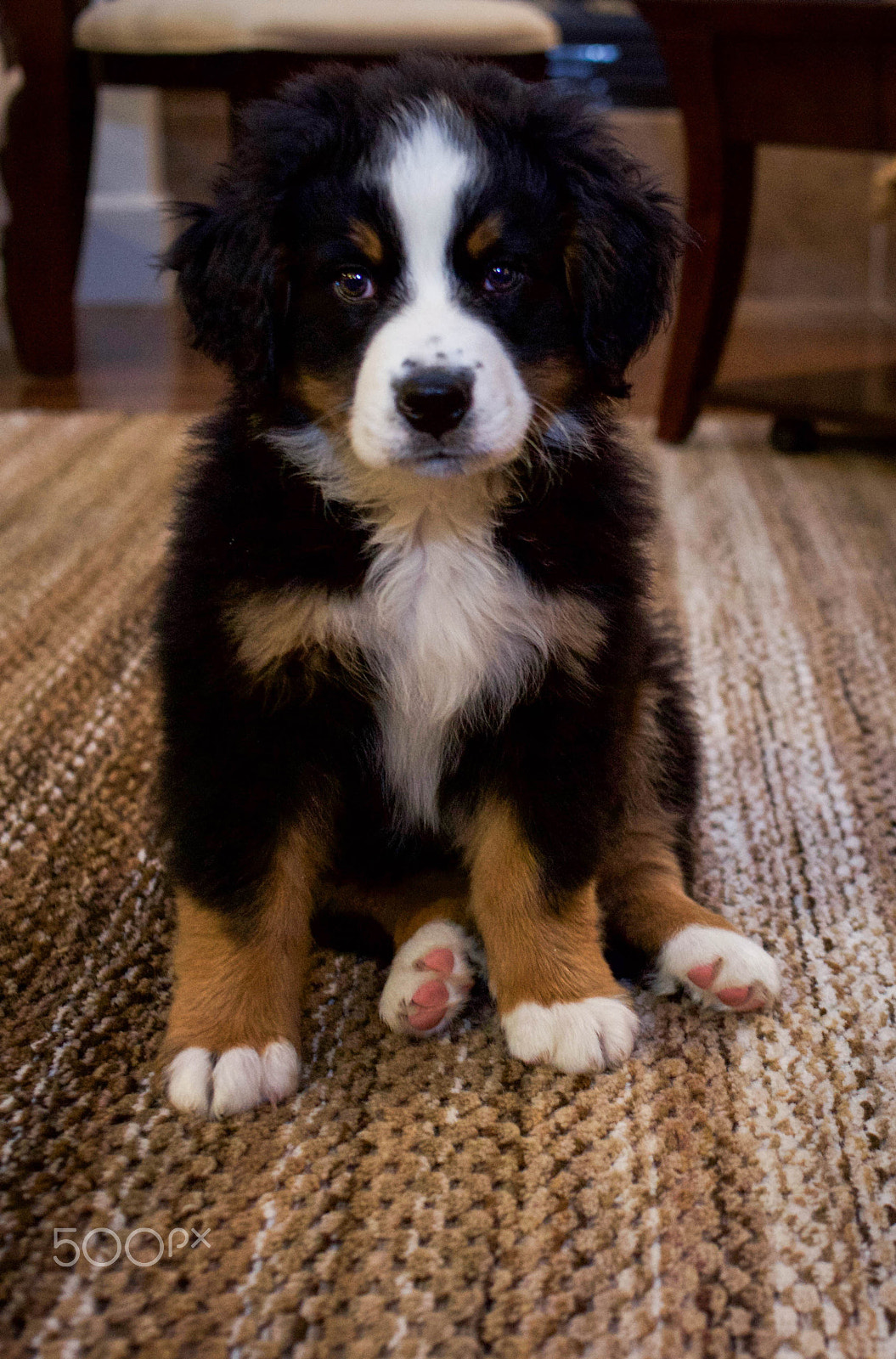 Canon EOS 5D Mark II + Canon EF 35mm F2 sample photo. Bernese mountain dog puppies photography