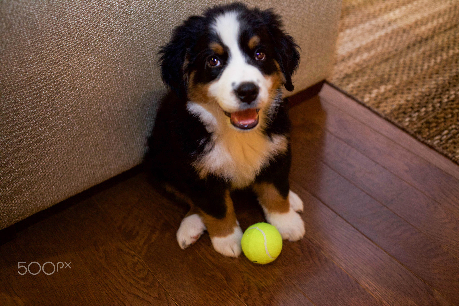 Canon EOS 5D Mark II + Canon EF 35mm F2 sample photo. Bernese mountain dog puppies photography