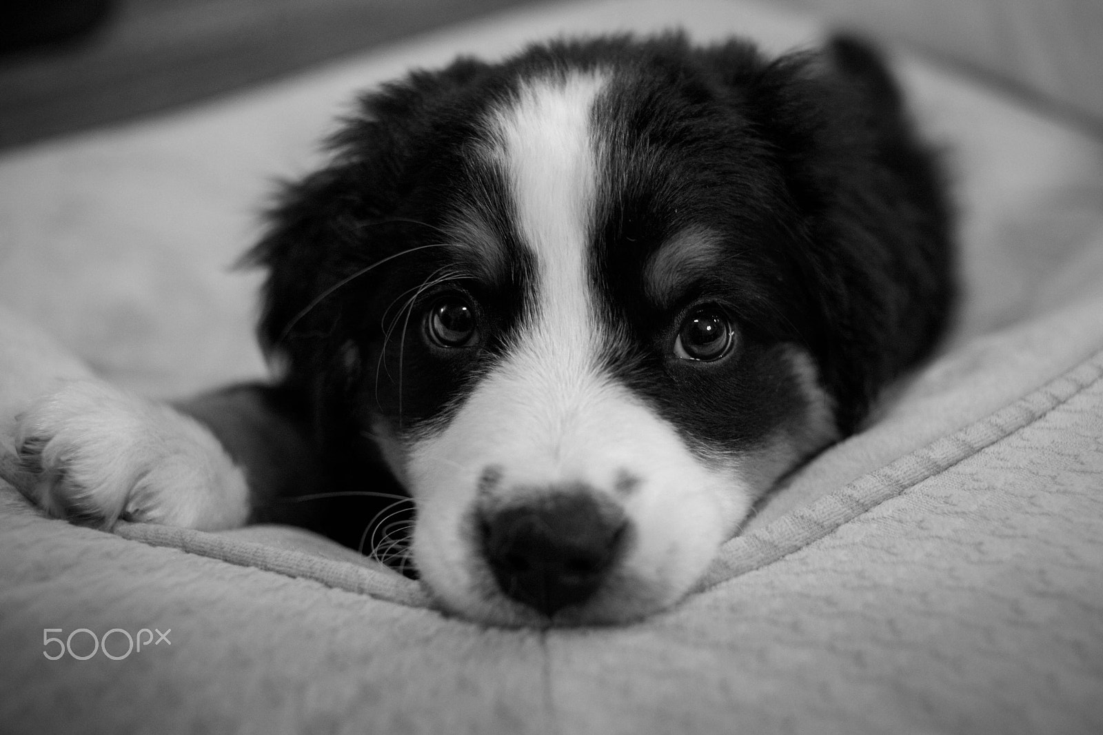 Canon EOS 5D Mark II + Canon EF 35mm F2 sample photo. Bernese mountain dog puppies photography