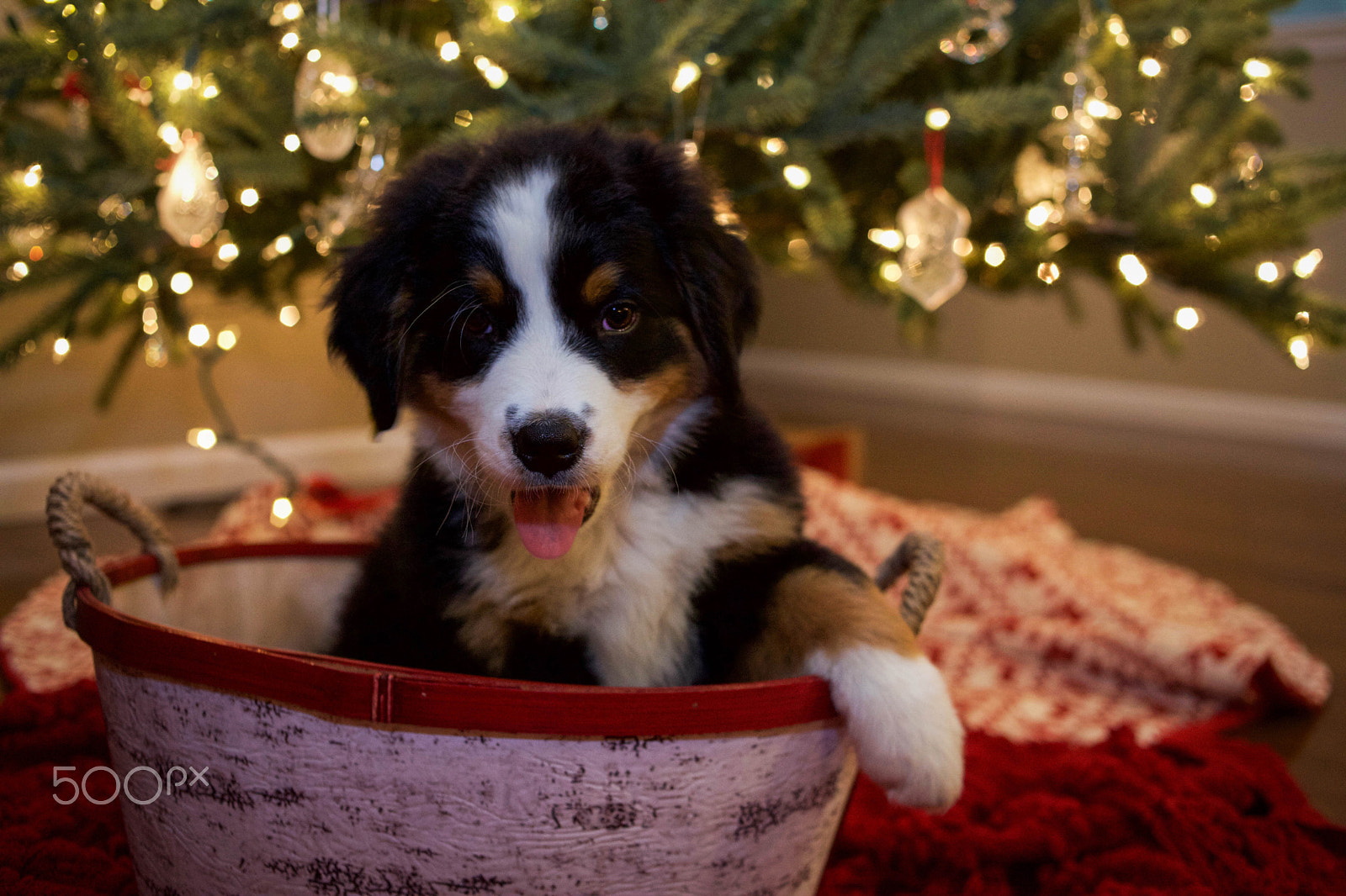 Canon EOS 5D Mark II + Canon EF 35mm F2 sample photo. Bernese mountain dog puppies photography