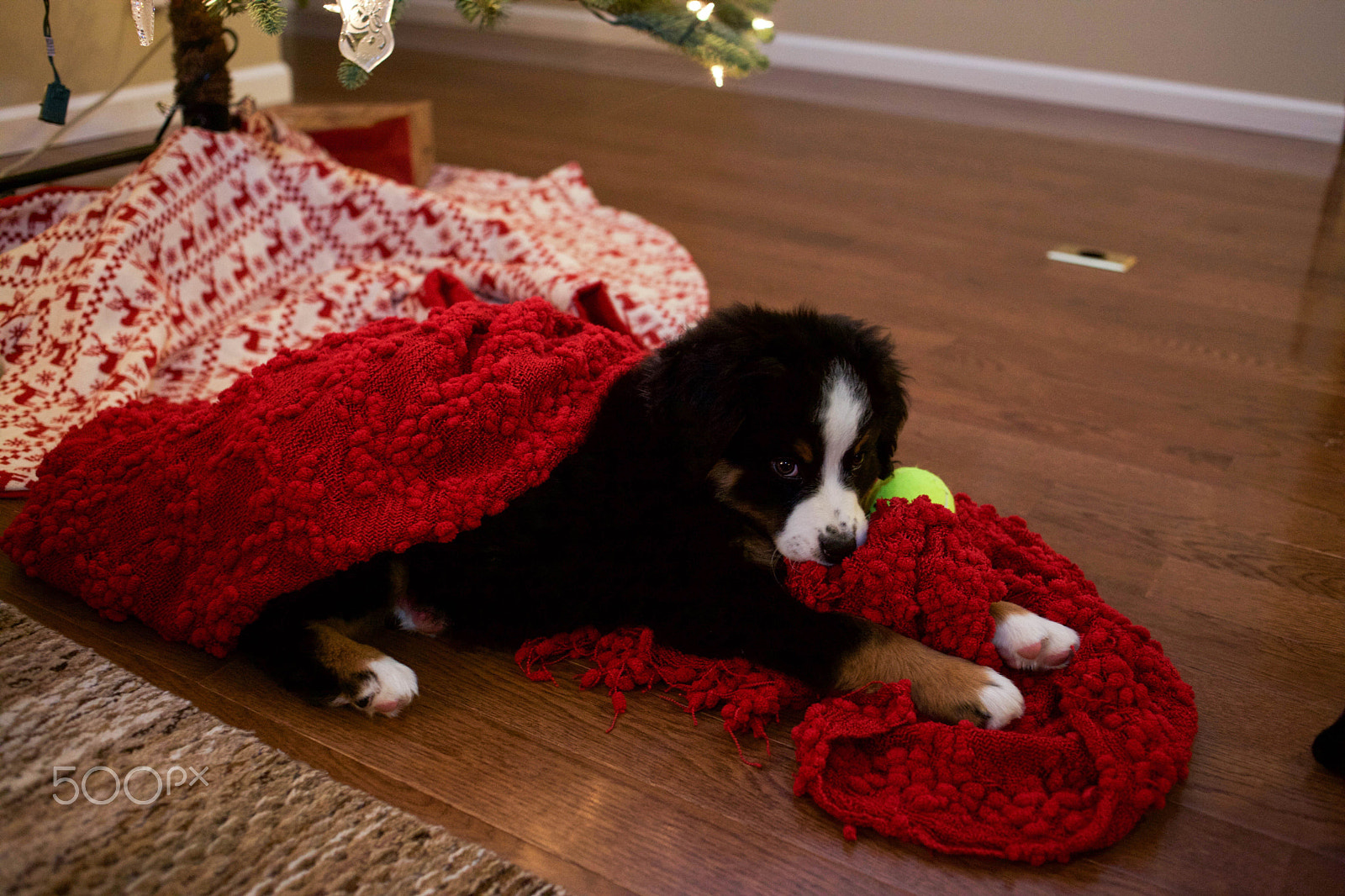 Canon EOS 5D Mark II + Canon EF 35mm F2 sample photo. Bernese mountain dog puppies photography