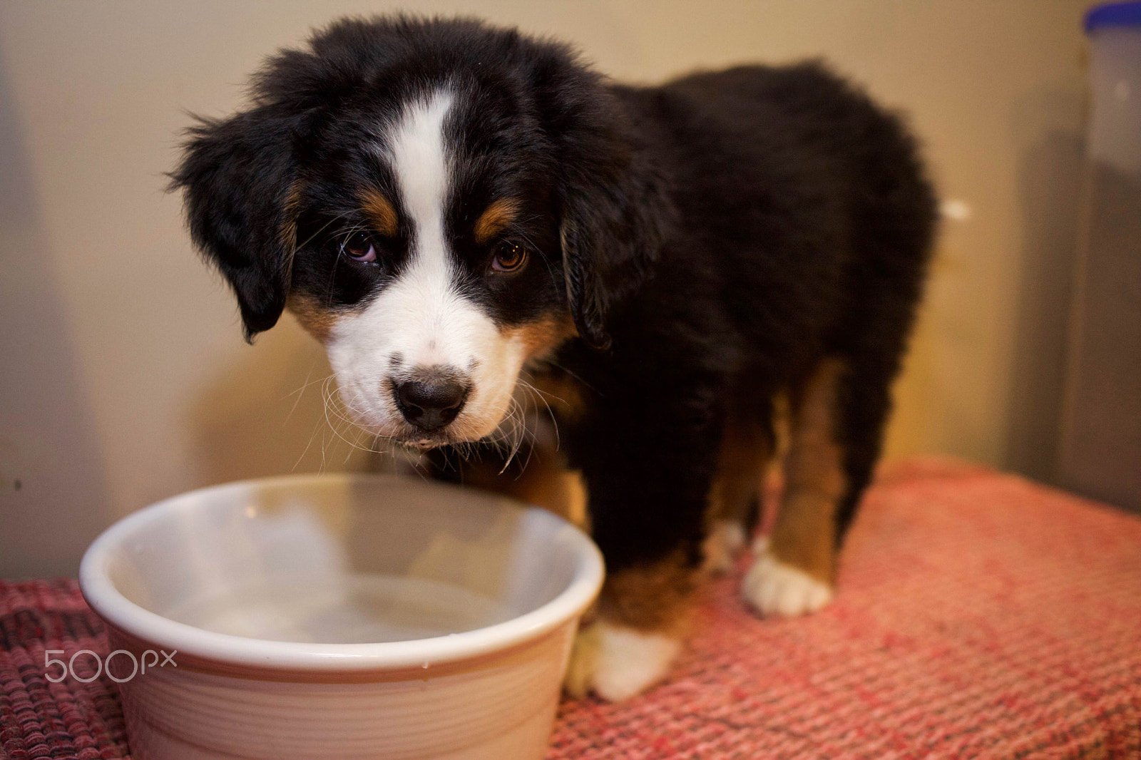 Canon EOS 5D Mark II + Canon EF 35mm F2 sample photo. Bernese mountain dog puppies photography