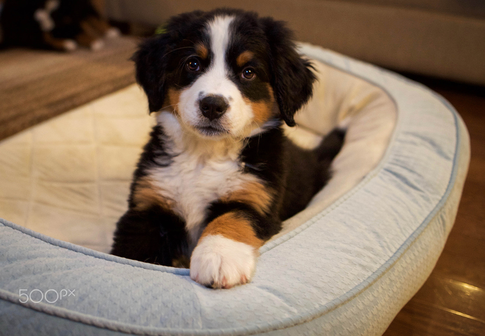 Canon EOS 5D Mark II + Canon EF 35mm F2 sample photo. Bernese mountain dog puppies photography