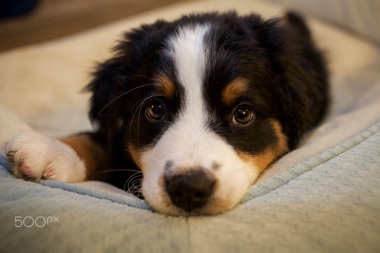 Canon EOS 5D Mark II + Canon EF 35mm F2 sample photo. Bernese mountain dog puppies photography