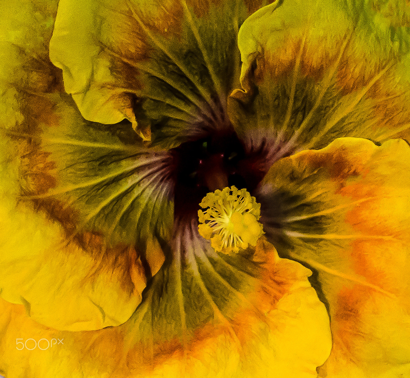 Canon EOS 600D (Rebel EOS T3i / EOS Kiss X5) sample photo. Yellow swirl hibiscus photography