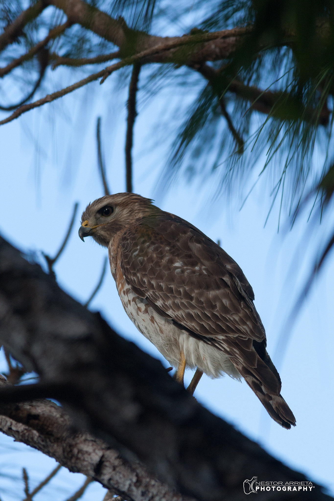 Canon EOS-1D Mark III sample photo. Sharp shinned hawk photography