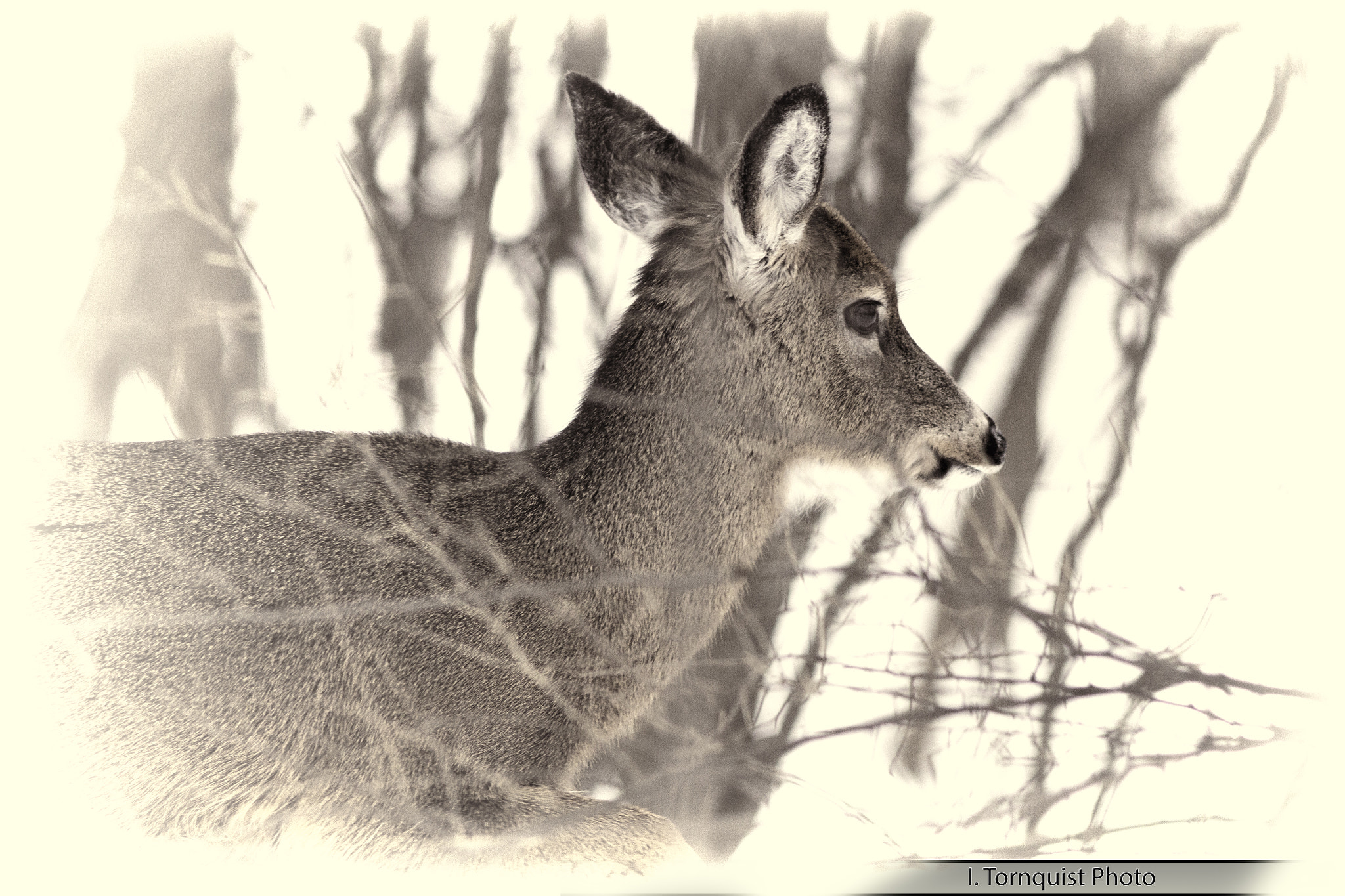 Canon EOS 60D + Canon EF 200mm F2.8L II USM sample photo. Deer 6043/bw photography