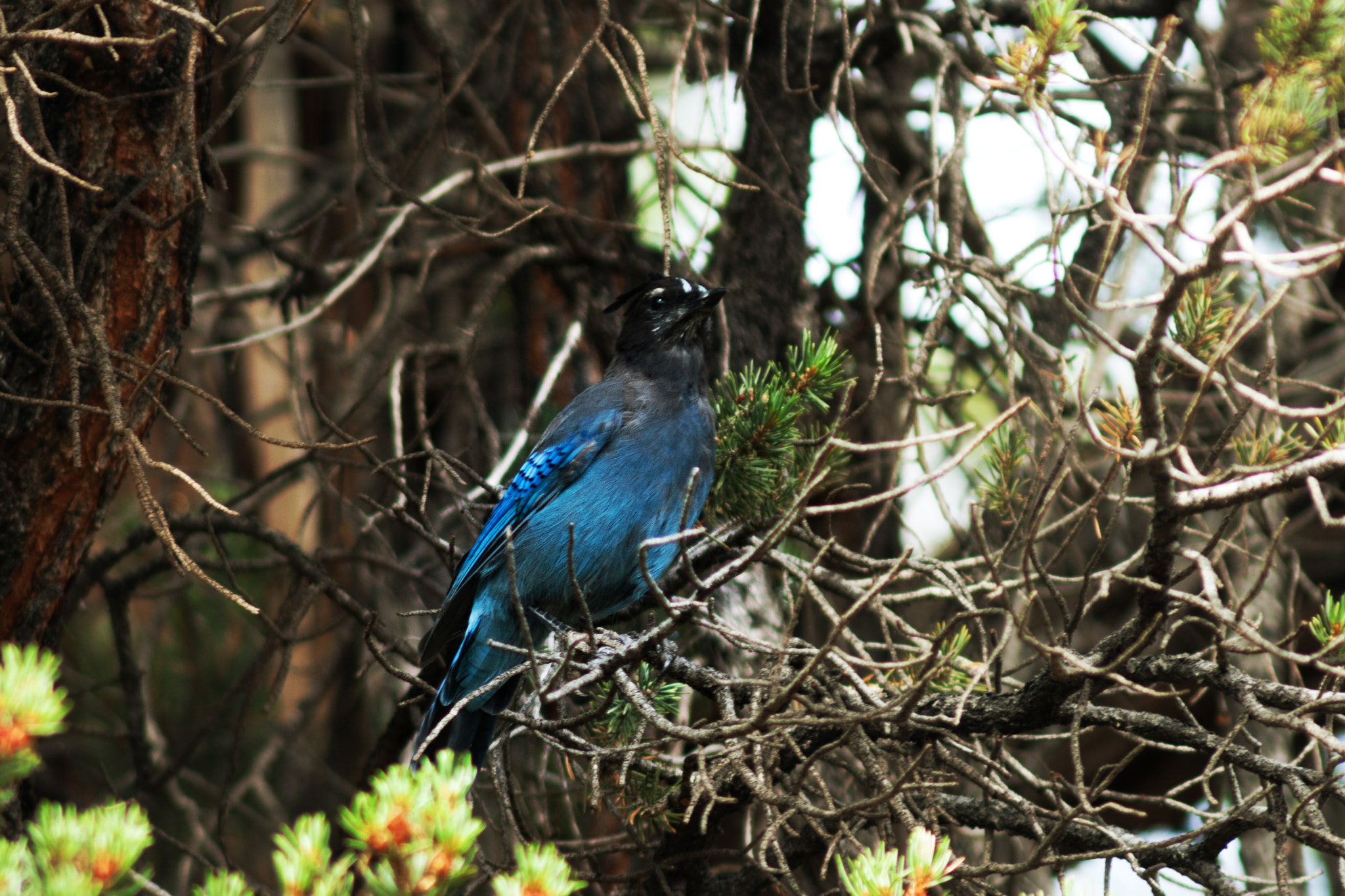 Canon EF 75-300mm F4.0-5.6 IS USM sample photo. Blue jay  photography