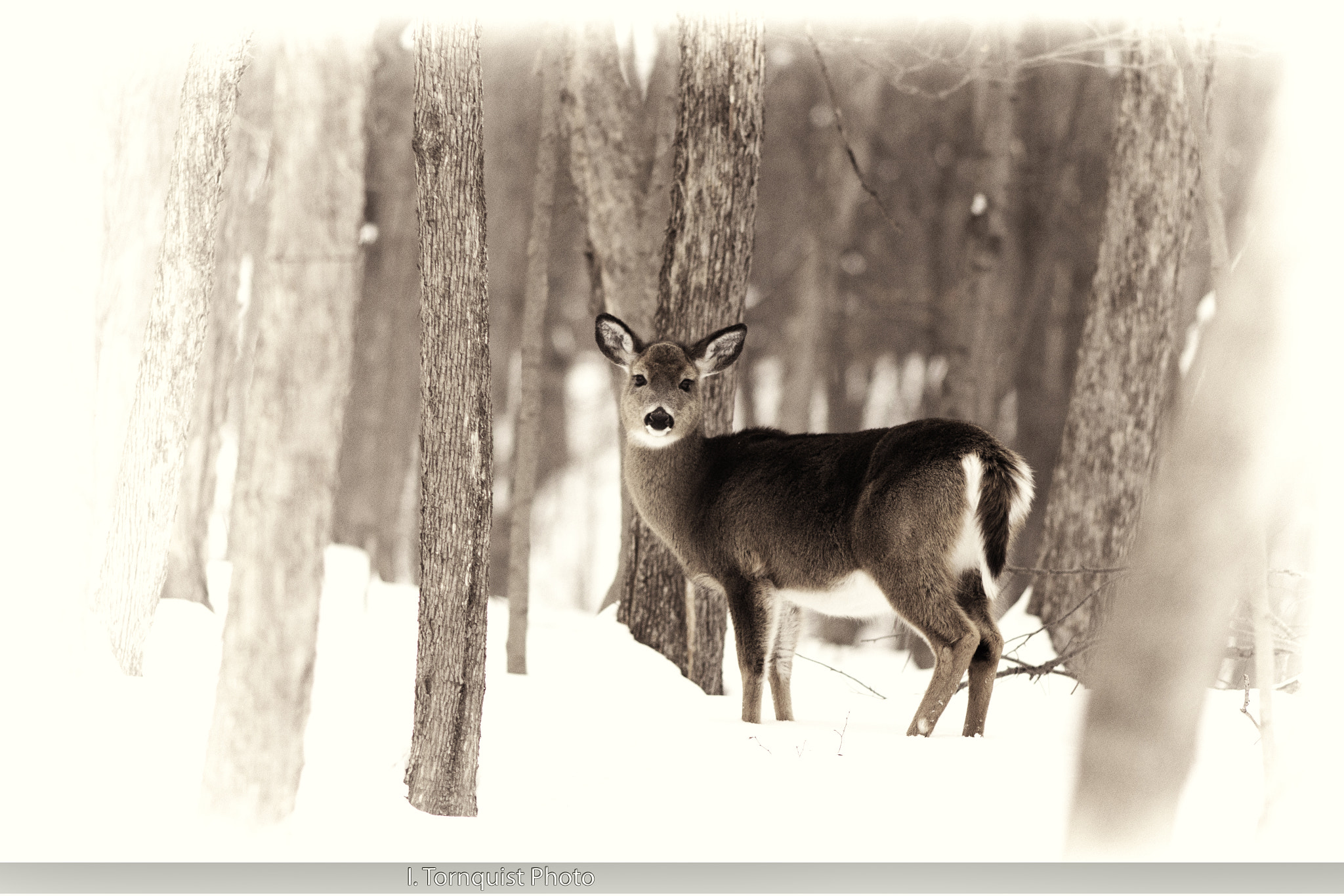 Canon EOS 60D + Canon EF 200mm F2.8L II USM sample photo. Deer 6020/bw photography