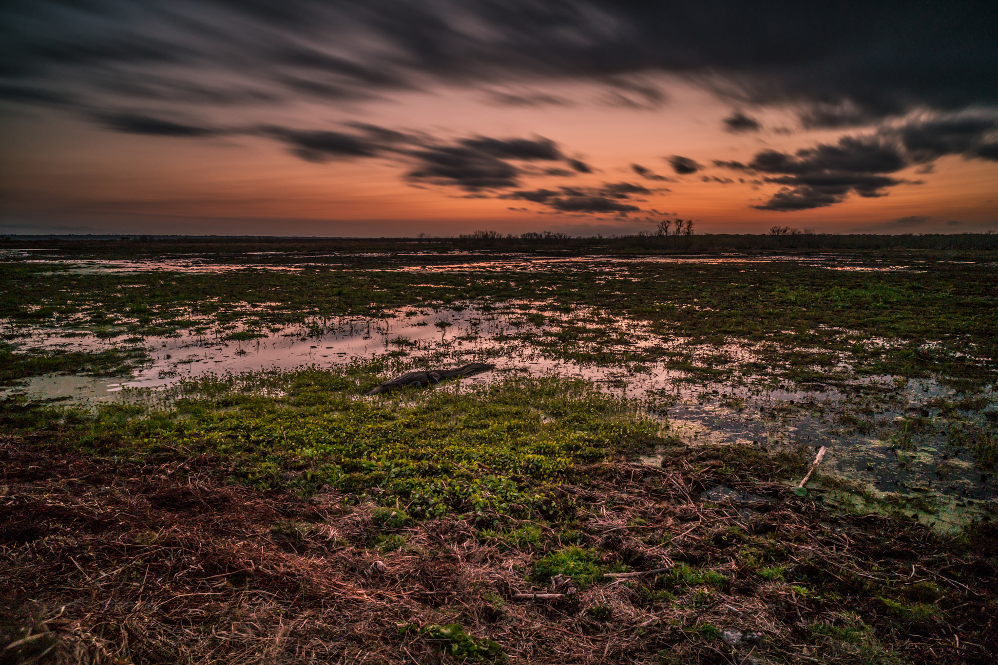 E 21mm F2.8 sample photo. Gator exposure photography