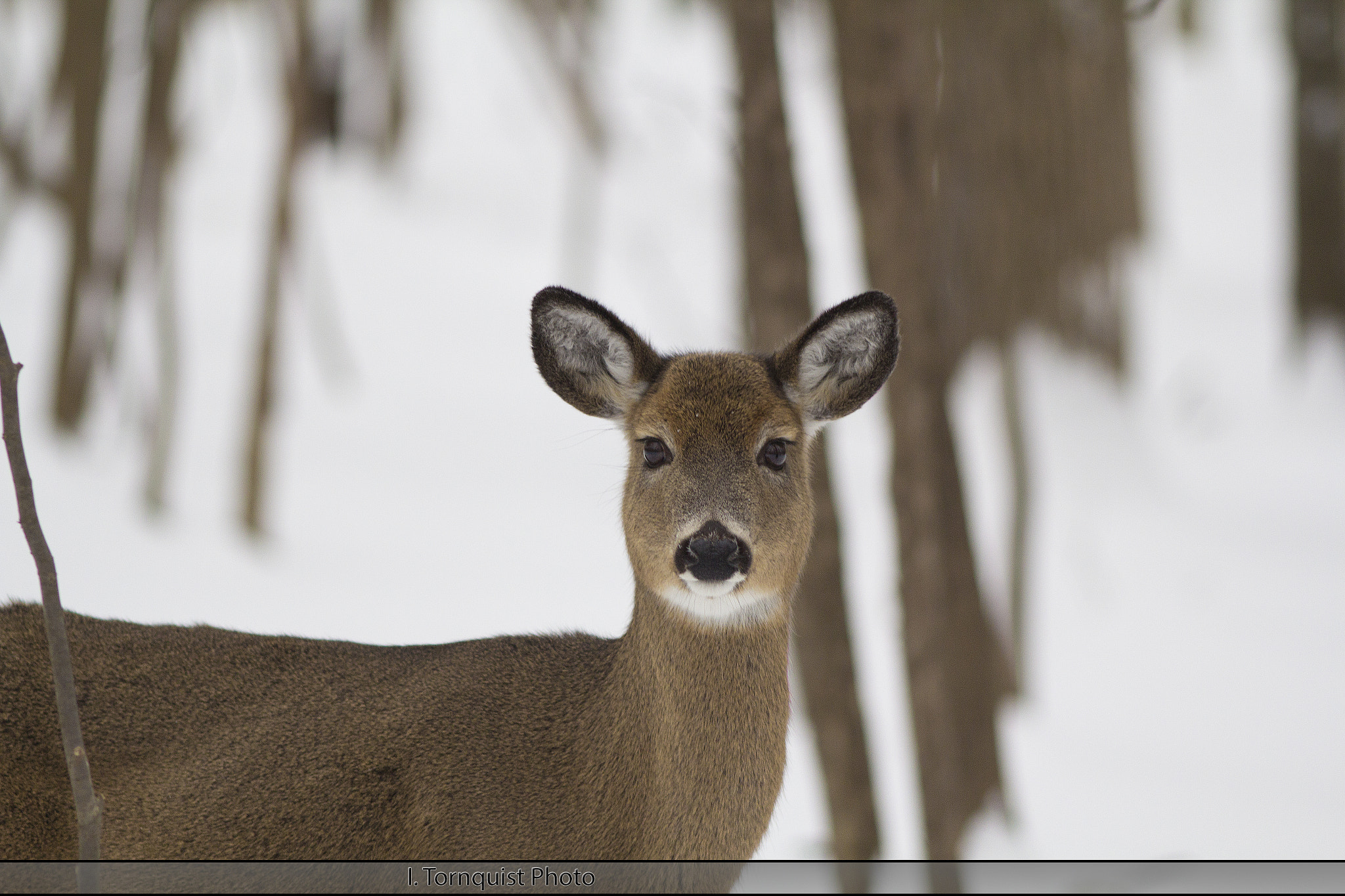 Canon EOS 60D + Canon EF 200mm F2.8L II USM sample photo. Deer 6025 photography