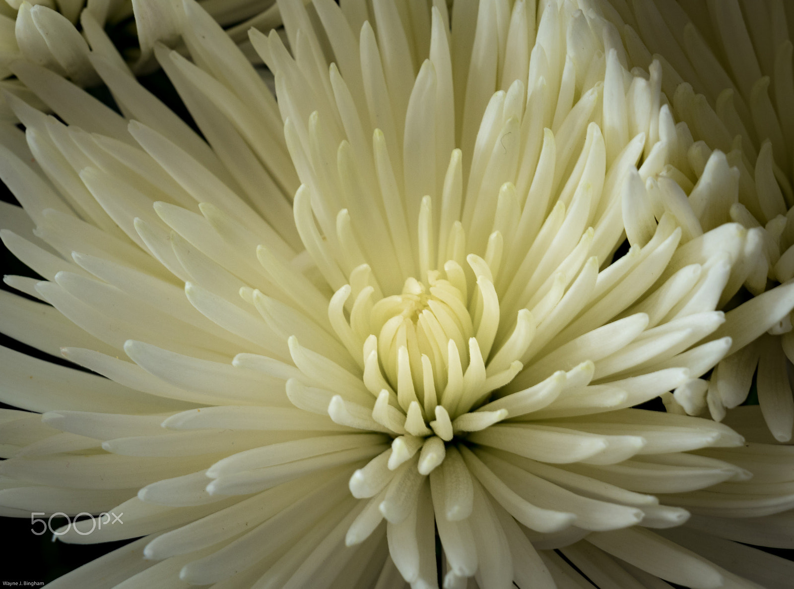 Olympus M.Zuiko Digital ED 40-150mm F2.8 Pro sample photo. Chrysanthemum photography