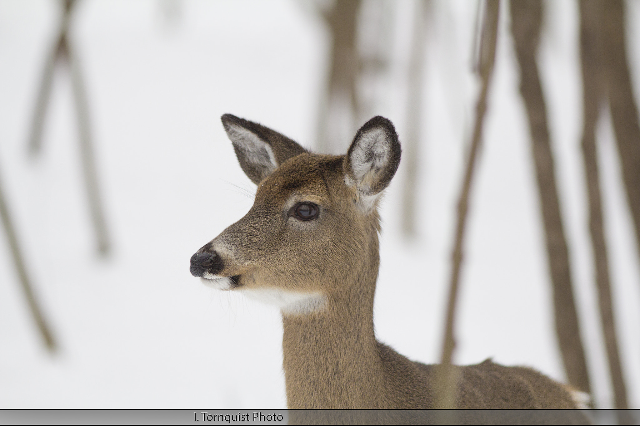 Canon EOS 60D + Canon EF 200mm F2.8L II USM sample photo. Deer 6029 photography