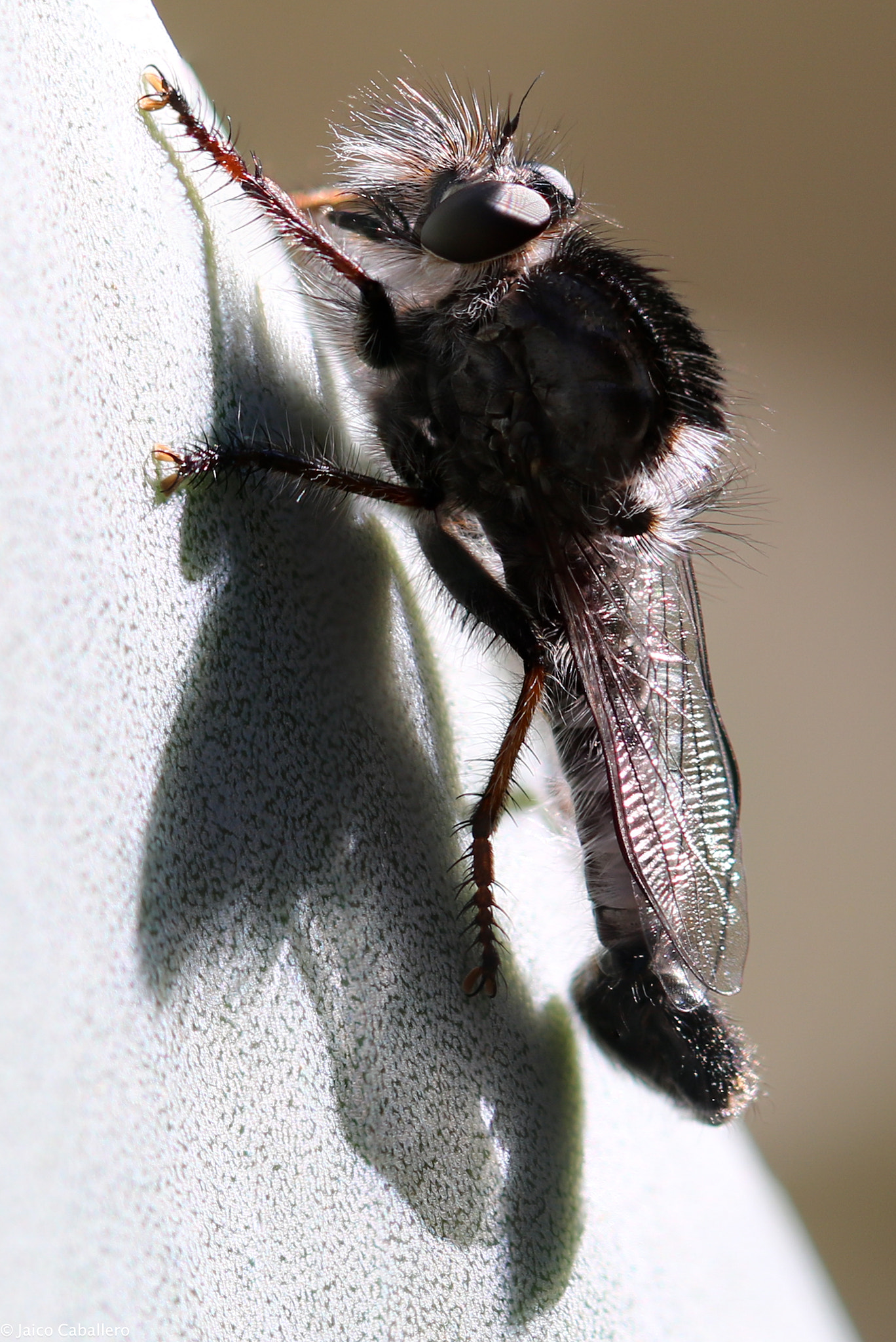Canon EF 100mm F2.8L Macro IS USM sample photo. Preying photography