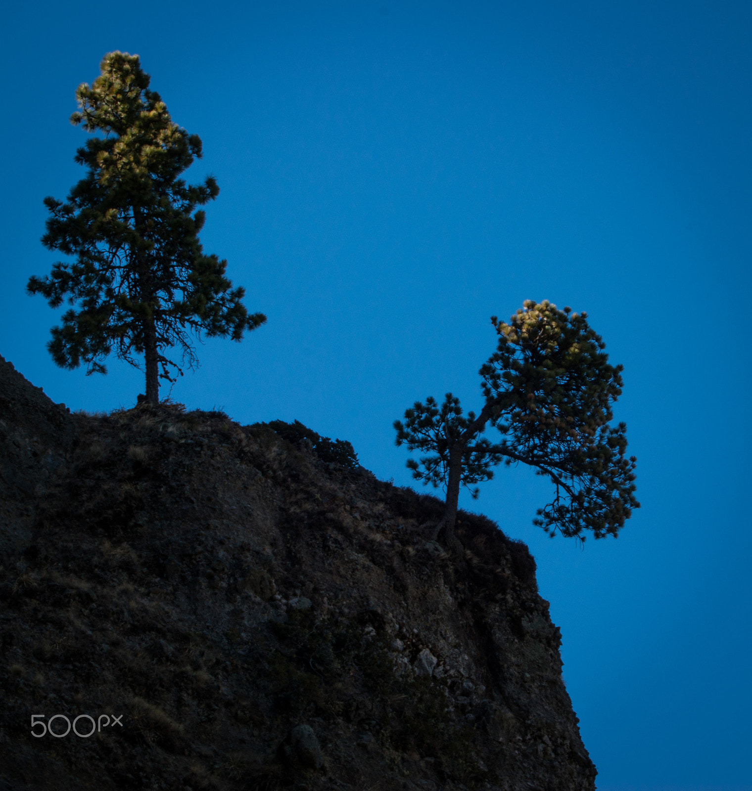 Sony 75-300mm F4.5-5.6 sample photo. Hanging tree photography