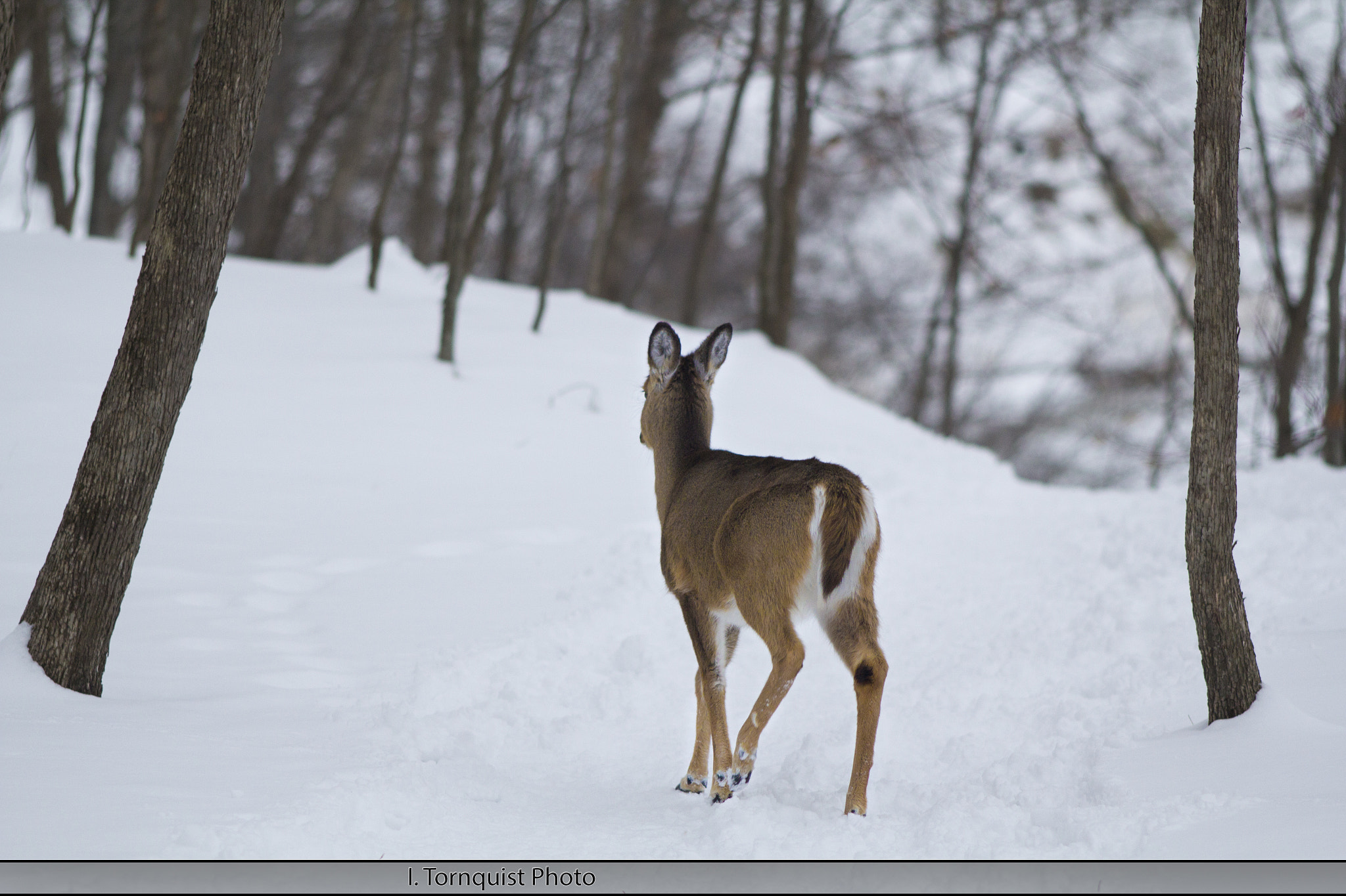 Canon EOS 60D + Canon EF 200mm F2.8L II USM sample photo. Deer 6032 photography