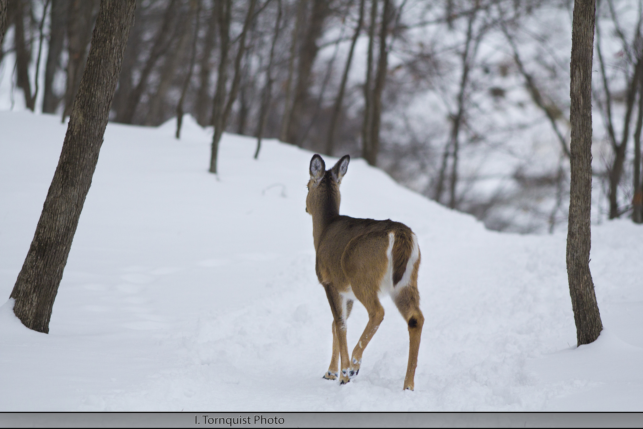 Canon EF 200mm F2.8L II USM sample photo. Deer 6032 photography