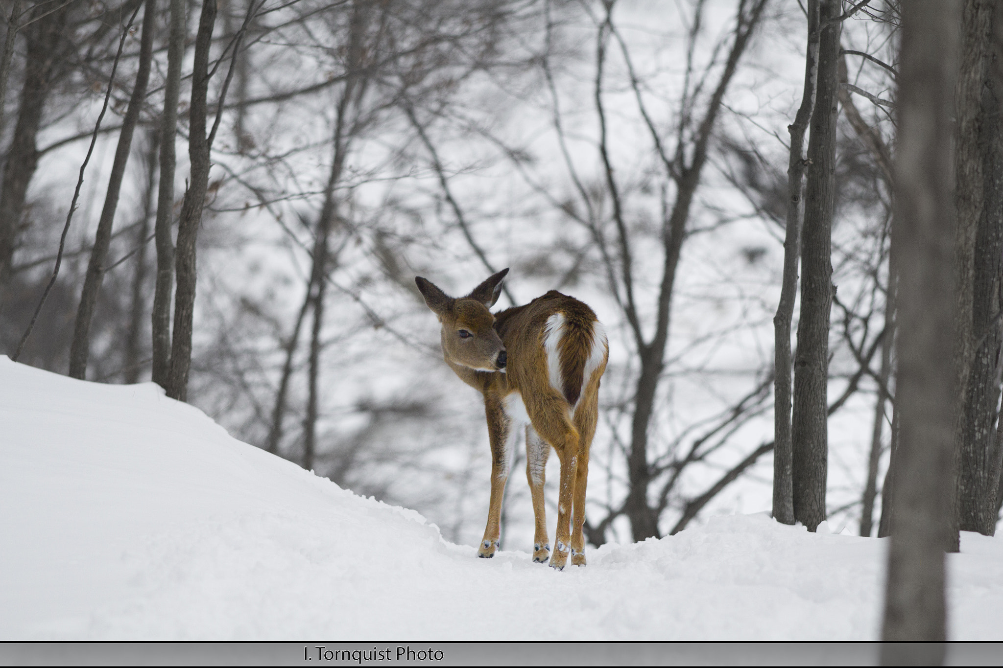 Canon EOS 60D + Canon EF 200mm F2.8L II USM sample photo. Deer 6033 photography