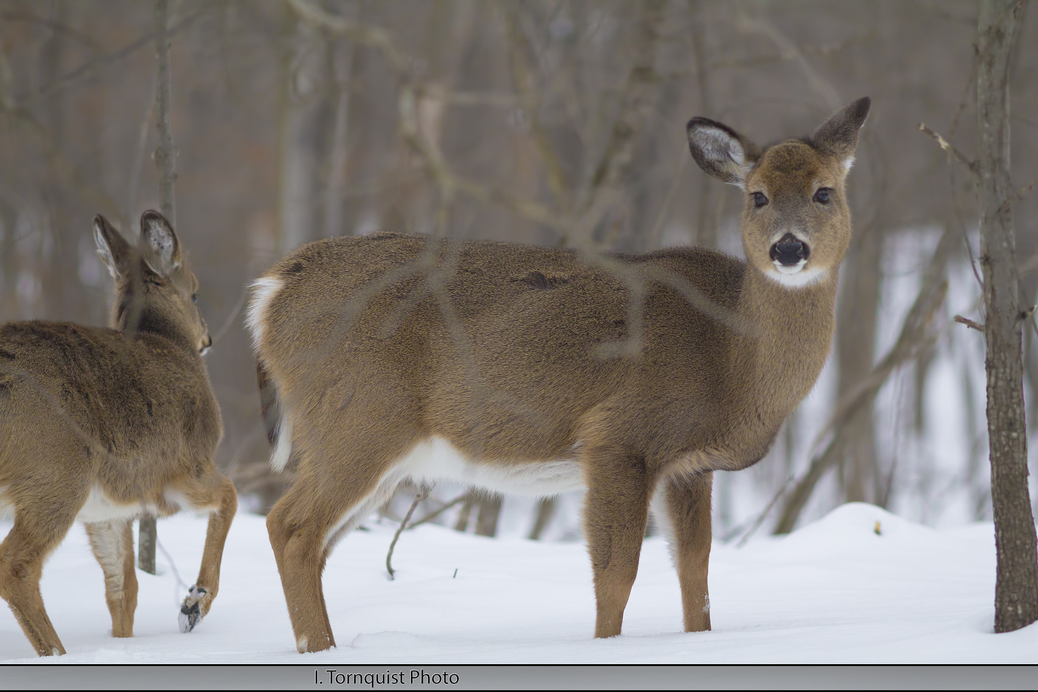 Canon EOS 60D + Canon EF 200mm F2.8L II USM sample photo. Deer 6038 photography