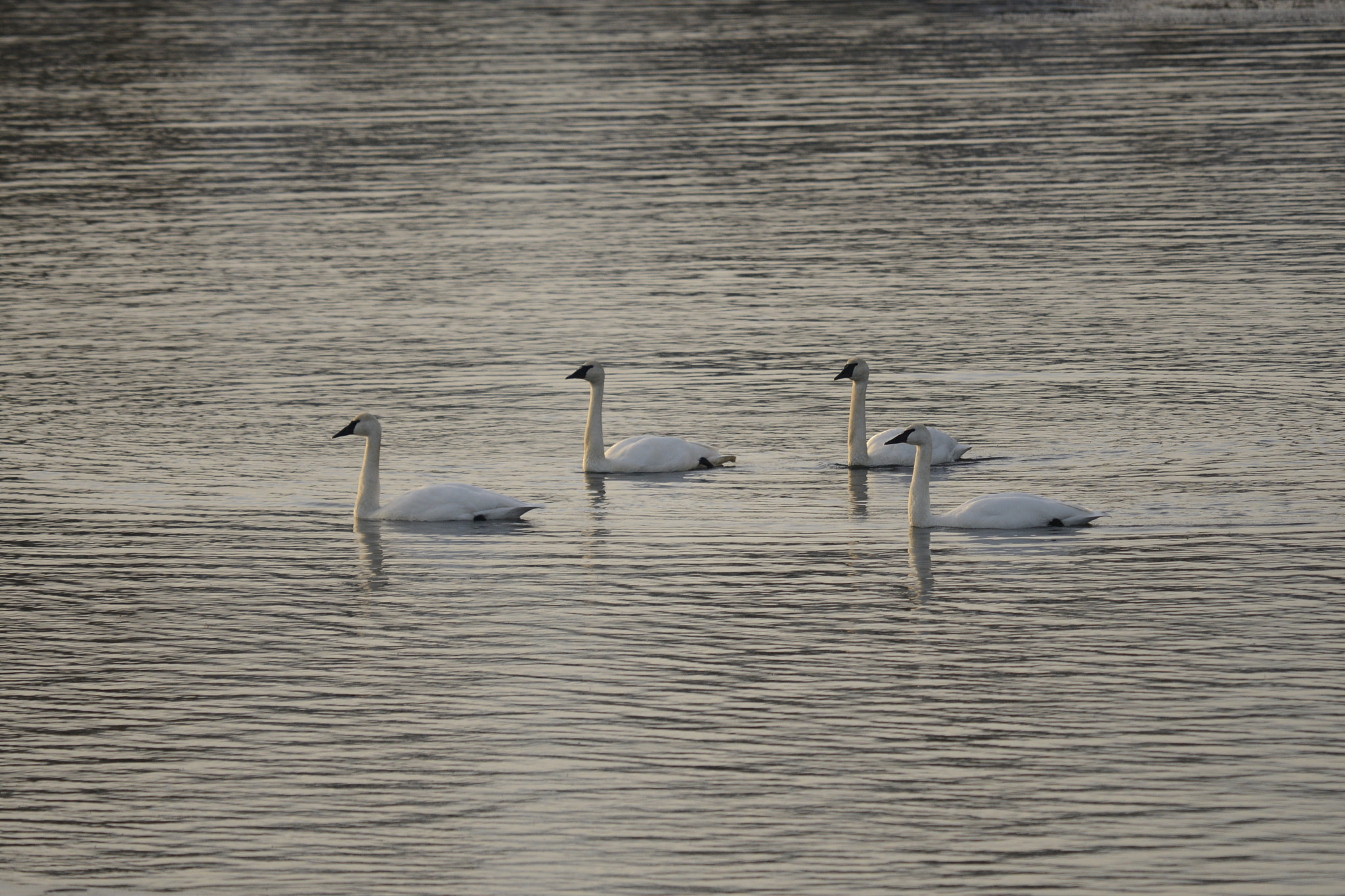 Sigma 120-400mm F4.5-5.6 DG OS HSM sample photo. Winter swans dancing xmas day 2016 photography