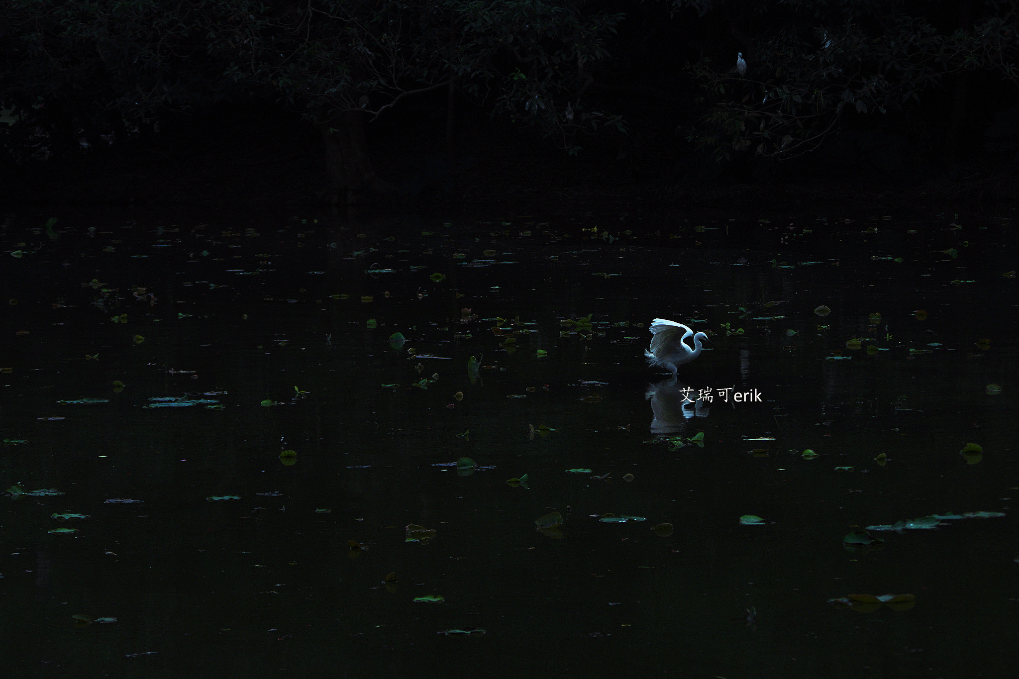 smc Pentax-DA L 50-200mm F4-5.6 ED WR sample photo. 觅食 photography