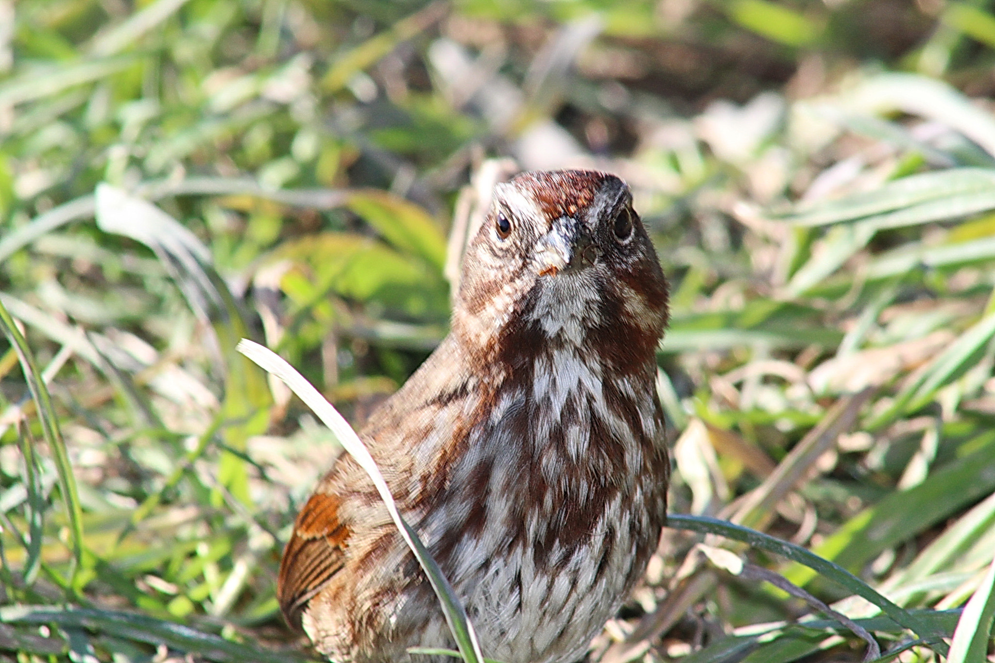 Canon EF 75-300mm f/4-5.6 USM sample photo. Bird stare photography