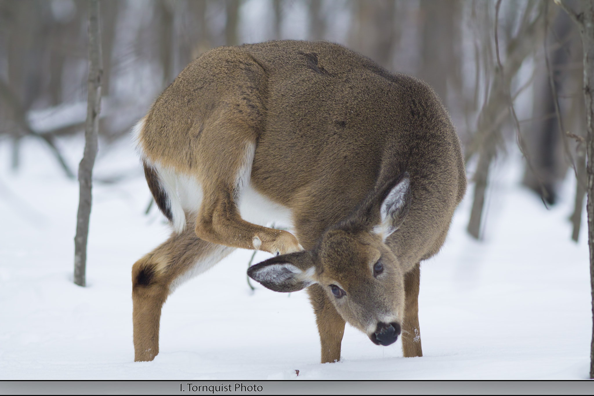 Canon EOS 60D + Canon EF 200mm F2.8L II USM sample photo. Deer 6040 photography