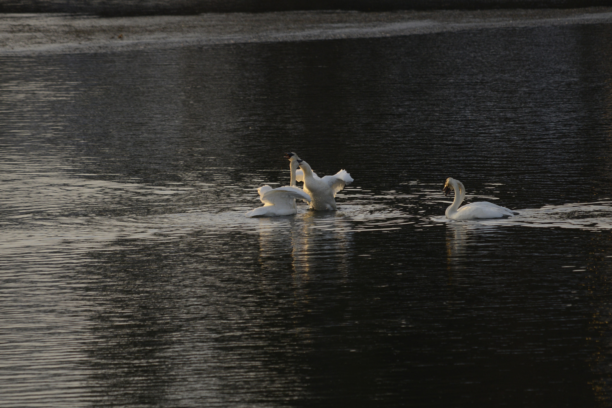 Sigma 120-400mm F4.5-5.6 DG OS HSM sample photo. Winter swans dancing xmas day 2016 photography