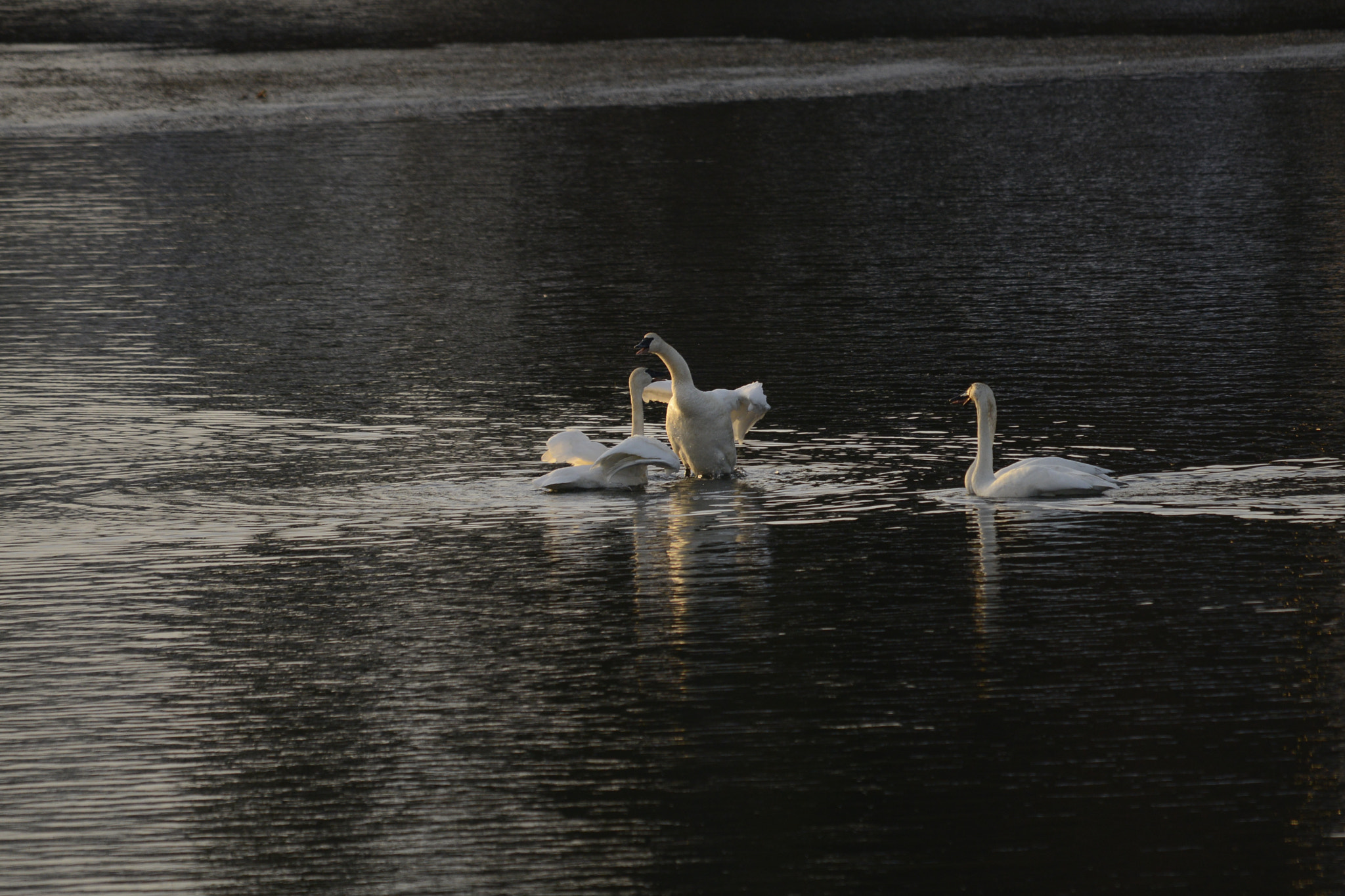 Sigma 120-400mm F4.5-5.6 DG OS HSM sample photo. Winter swans dancing xmas day 2016 photography