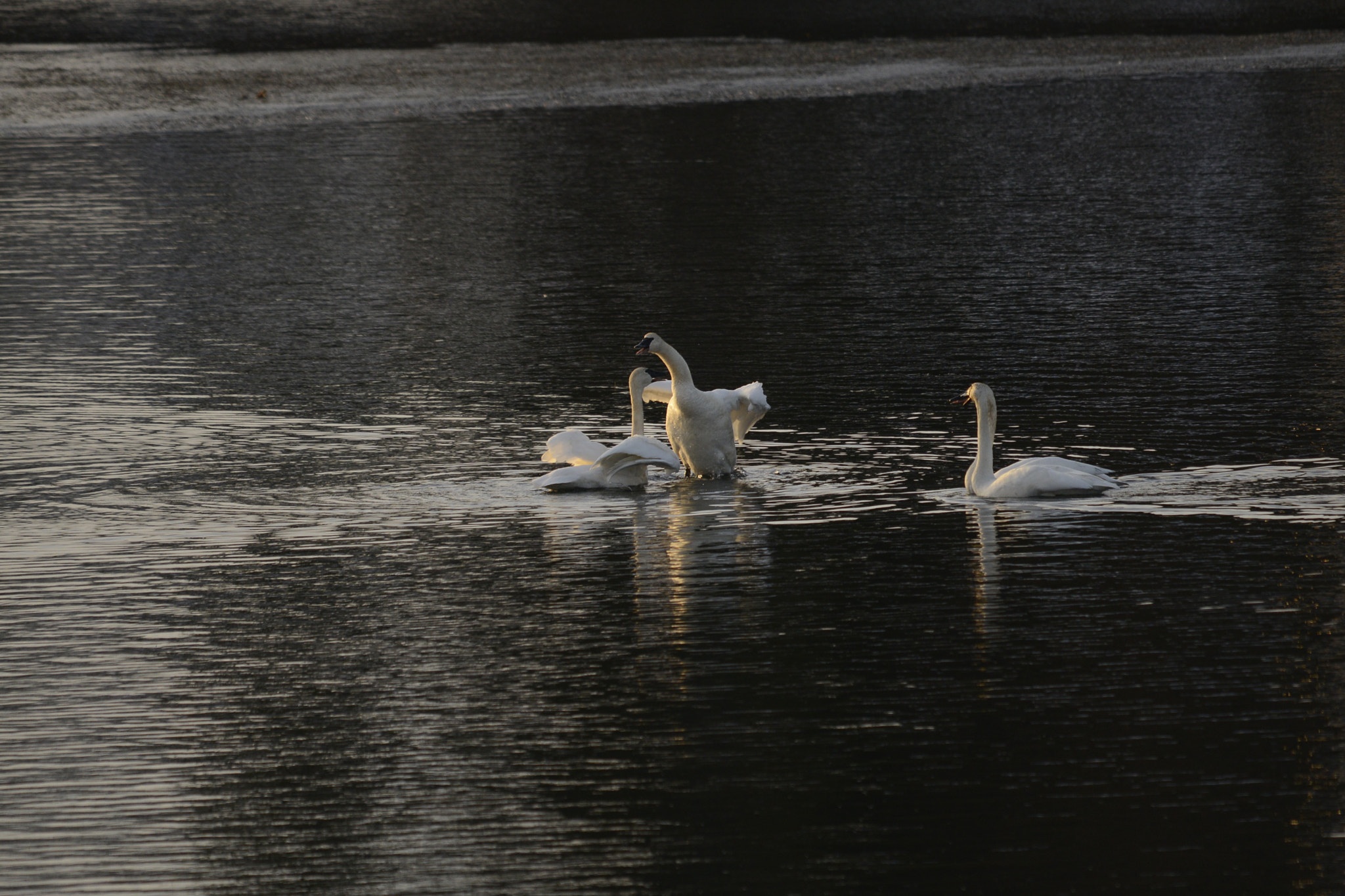 Nikon D800E sample photo. Winter swans dancing xmas day 2016 photography