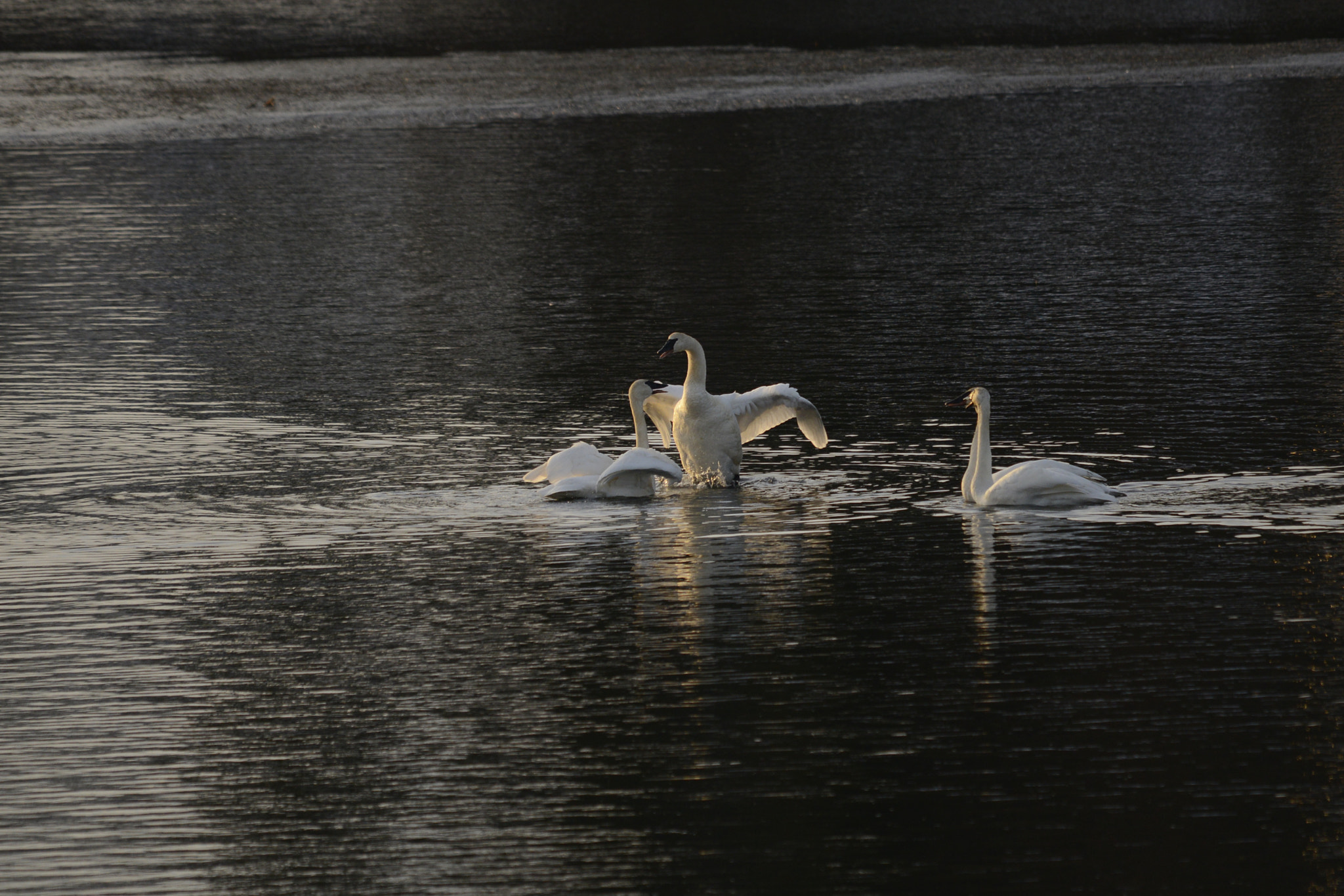 Nikon D800E sample photo. Winter swans dancing xmas day 2016 photography