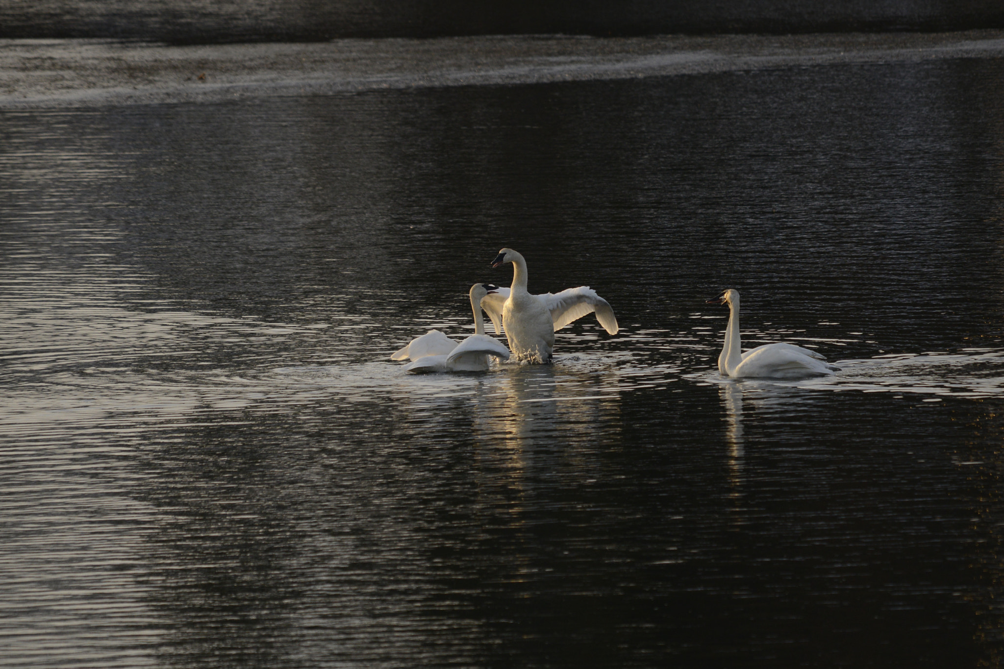 Sigma 120-400mm F4.5-5.6 DG OS HSM sample photo. Winter swans dancing xmas day 2016 photography