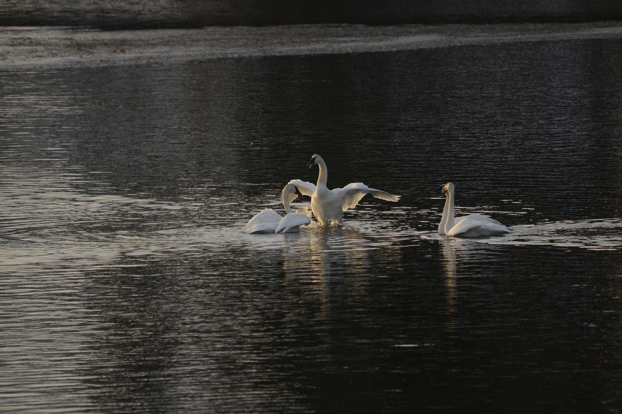 Sigma 120-400mm F4.5-5.6 DG OS HSM sample photo. Winter swans dancing xmas day 2016 photography