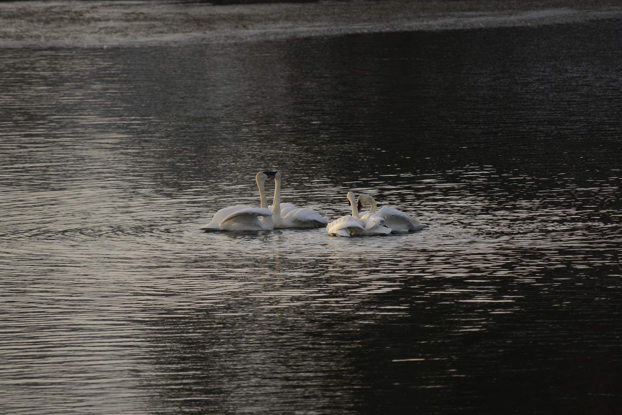 Nikon D800E sample photo. Winter swans dancing xmas day 2016 photography