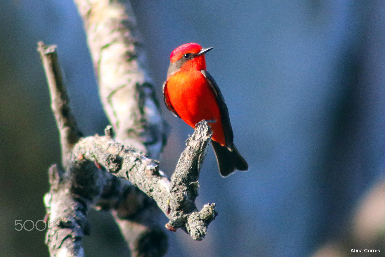Canon EF 75-300mm f/4-5.6 USM sample photo. American robin photography