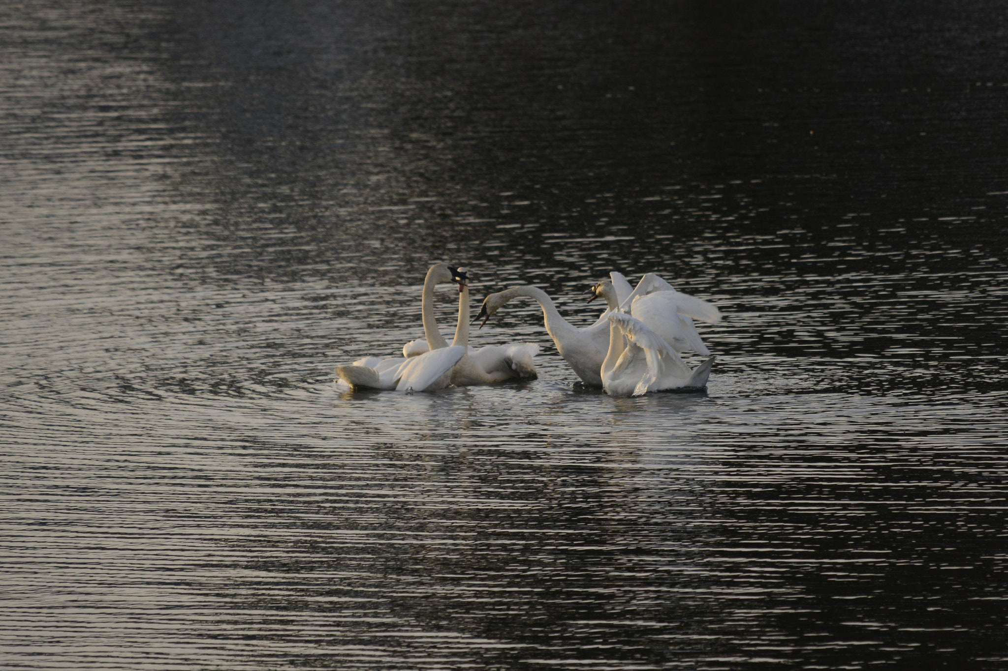 Sigma 120-400mm F4.5-5.6 DG OS HSM sample photo. Winter swans dancing xmas day 2016 photography