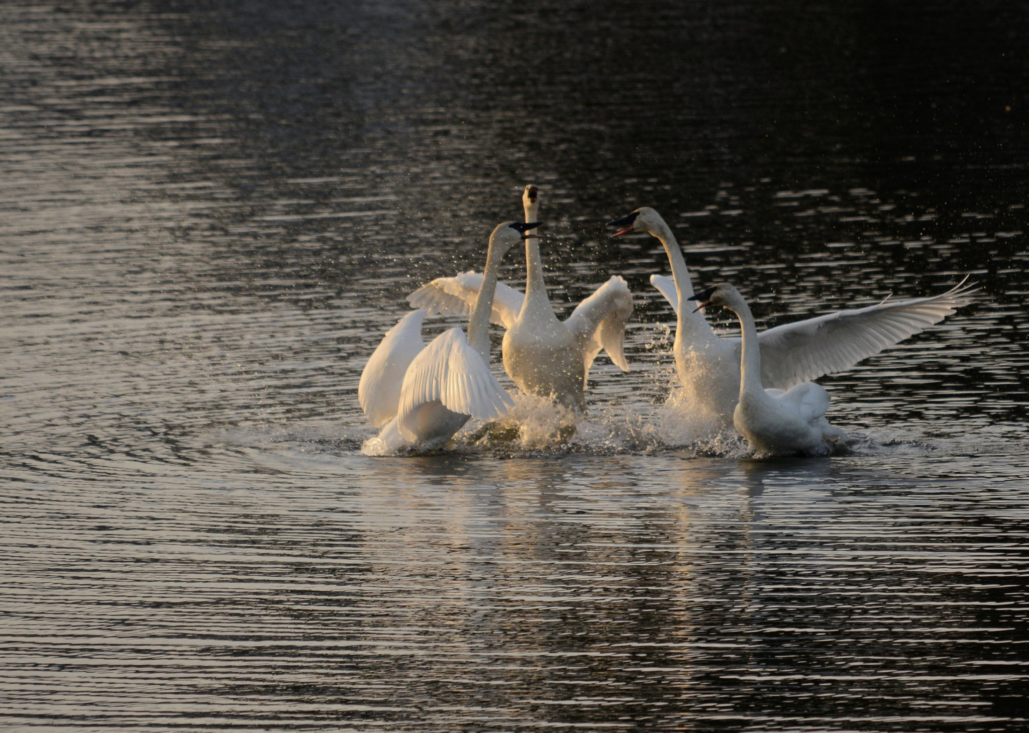 Nikon D800E sample photo. Winter swans dancing xmas day 2016 photography