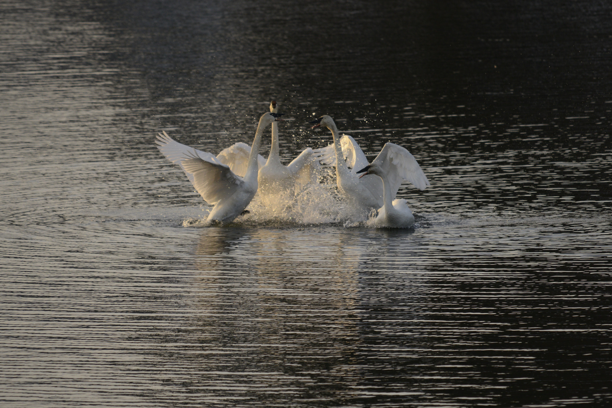 Sigma 120-400mm F4.5-5.6 DG OS HSM sample photo. Winter swans dancing xmas day 2016 photography