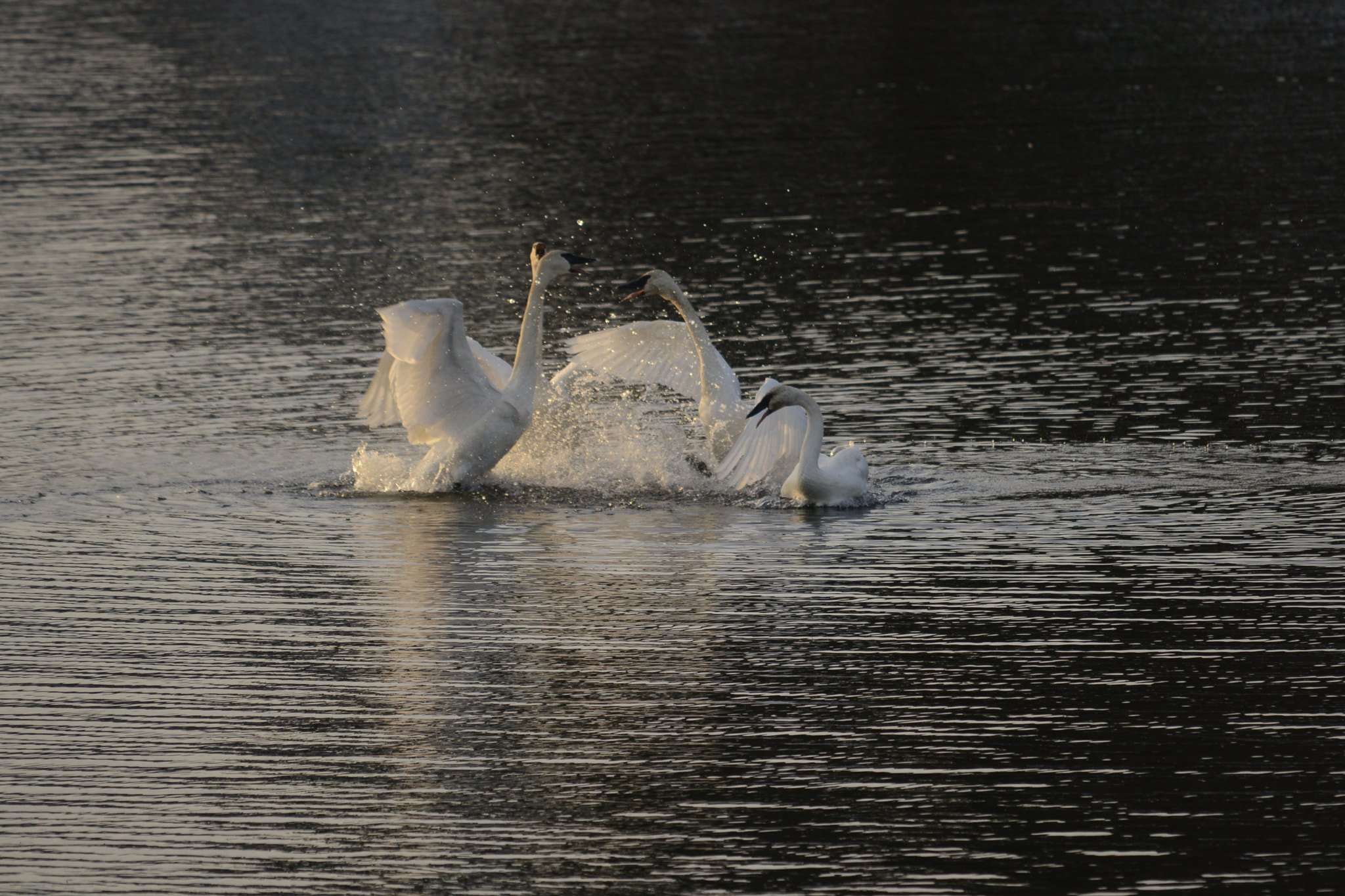 Nikon D800E sample photo. Winter swans dancing xmas day 2016 photography