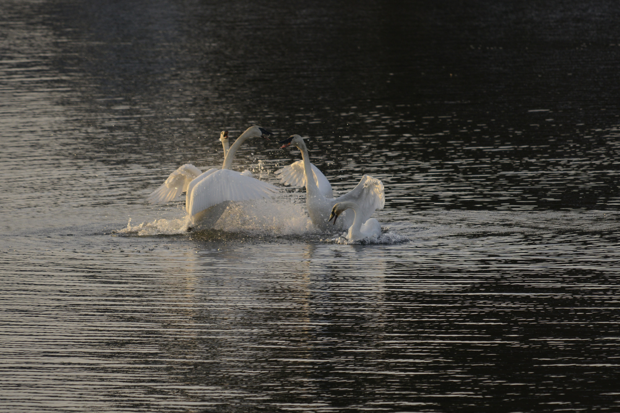 Nikon D800E sample photo. Winter swans dancing xmas day 2016 photography