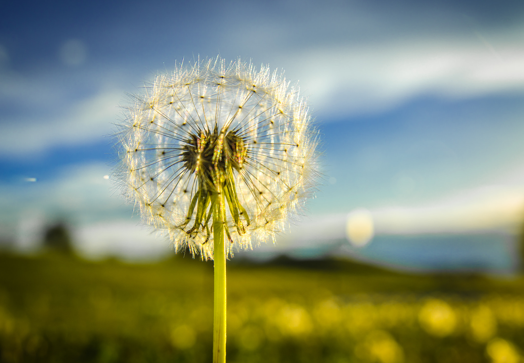 Nikon AF Nikkor 24-85mm F2.8-4D IF sample photo. Dandelion photography