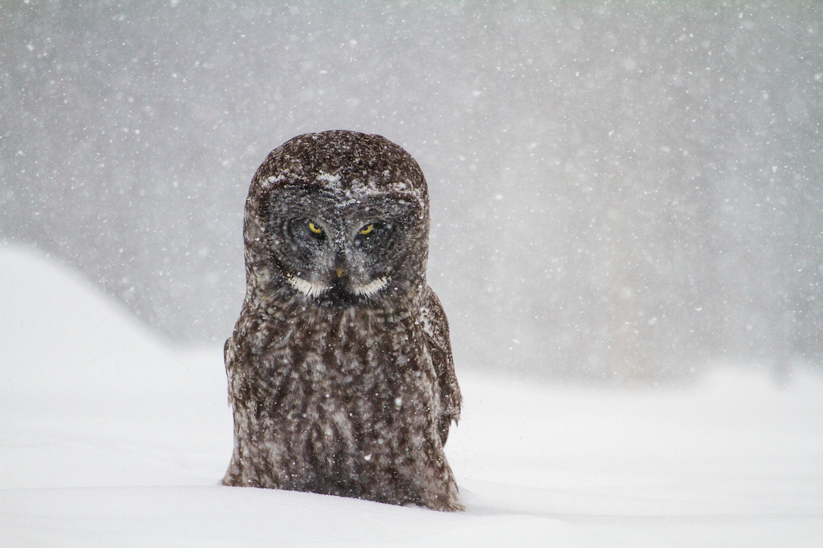 Canon EF 70-300 F4-5.6 IS II USM sample photo. The look photography